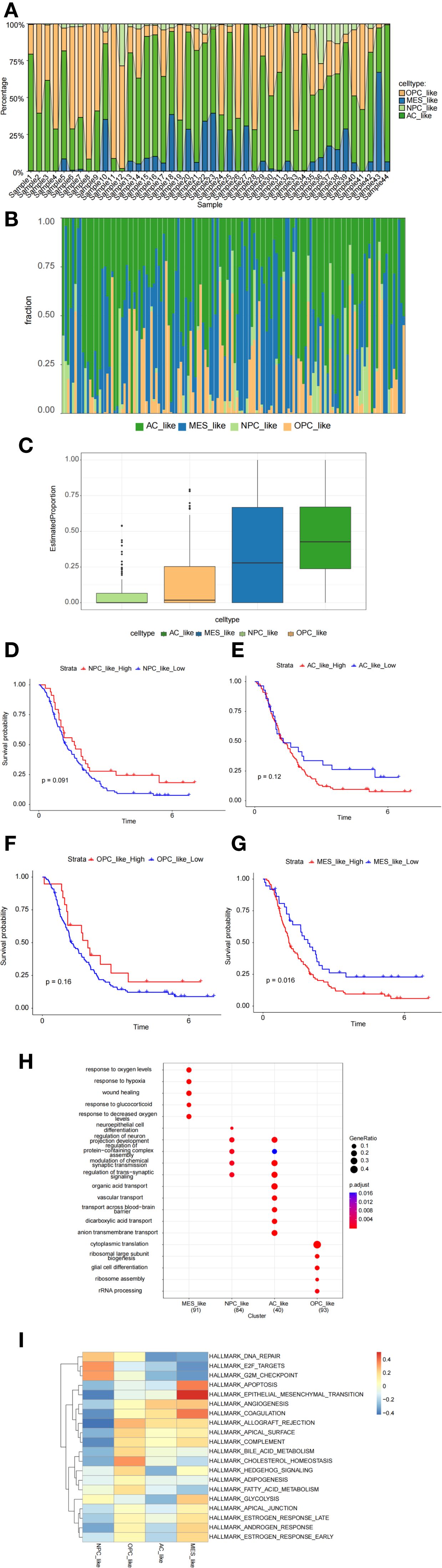 A series of graphs and charts illustrating cell type data analysis, including: A) A stacked bar chart showing the distribution of four cell types (OPC-like, MES-like, NPC-like, AC-like) across different samples. B) Another stacked bar chart displaying the fractional representation of the same cell types. C) A box plot comparing the estimated proportion of each cell type across groups. D-G) Kaplan-Meier survival plots comparing high and low expressions of each cell type, with corresponding p-values. H) A dot plot showing gene ontology terms by cell type with gene ratios and p-values. I) A heatmap highlighting hallmark gene sets across cell types.