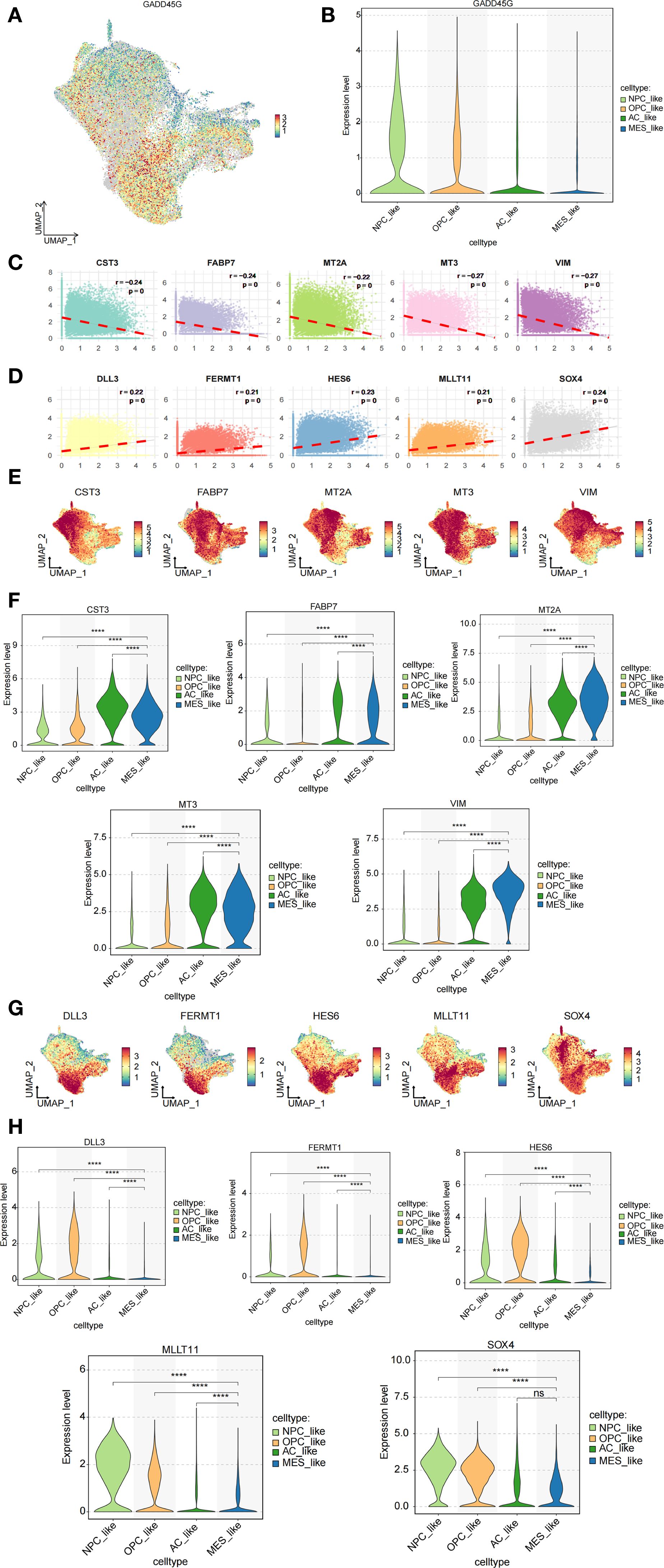 A multi-panel figure displays various analyses of gene expression across different cell types. Panel A shows a UMAP plot of GADD45G expression. Panel B presents violin plots of GADD45G expression levels across cell types NPC_like, OPC_like, AC_like, and MES_like. Panels C and D depict scatter plots with regression lines for genes CST3, FABP7, MT2A, MT3, VIM, DLL3, FERMT1, HES6, MLLT11, and SOX4, indicating correlations. Panels E and G feature UMAP plots for these genes. Panels F and H offer violin plots for expression levels across the same cell types, with statistical significance indicated by asterisks.
