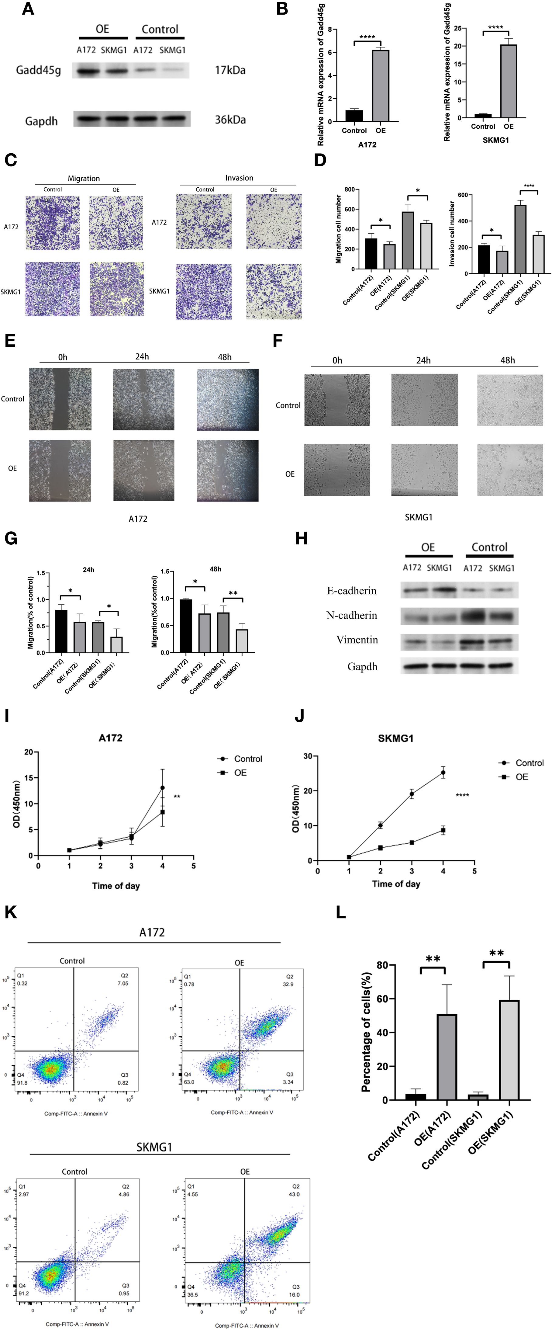 A multi-panel scientific figure presents various experimental results related to Gadd45g expression and cell behavior in A172 and SKMG1 cell lines. Panels A and H show Western blots for protein expression, while B and D display bar graphs indicating relative mRNA expression and cell migration/invasion numbers. Panels C, E, and F feature images of cell migration/invasion assays. Panel G contains bar graphs of migration index over time. I and J illustrate line graphs of optical density at four hundred fifty nanometers over time, suggesting cell proliferation. K and L present flow cytometry plots and a bar graph for cell apoptosis percentages, respectively.