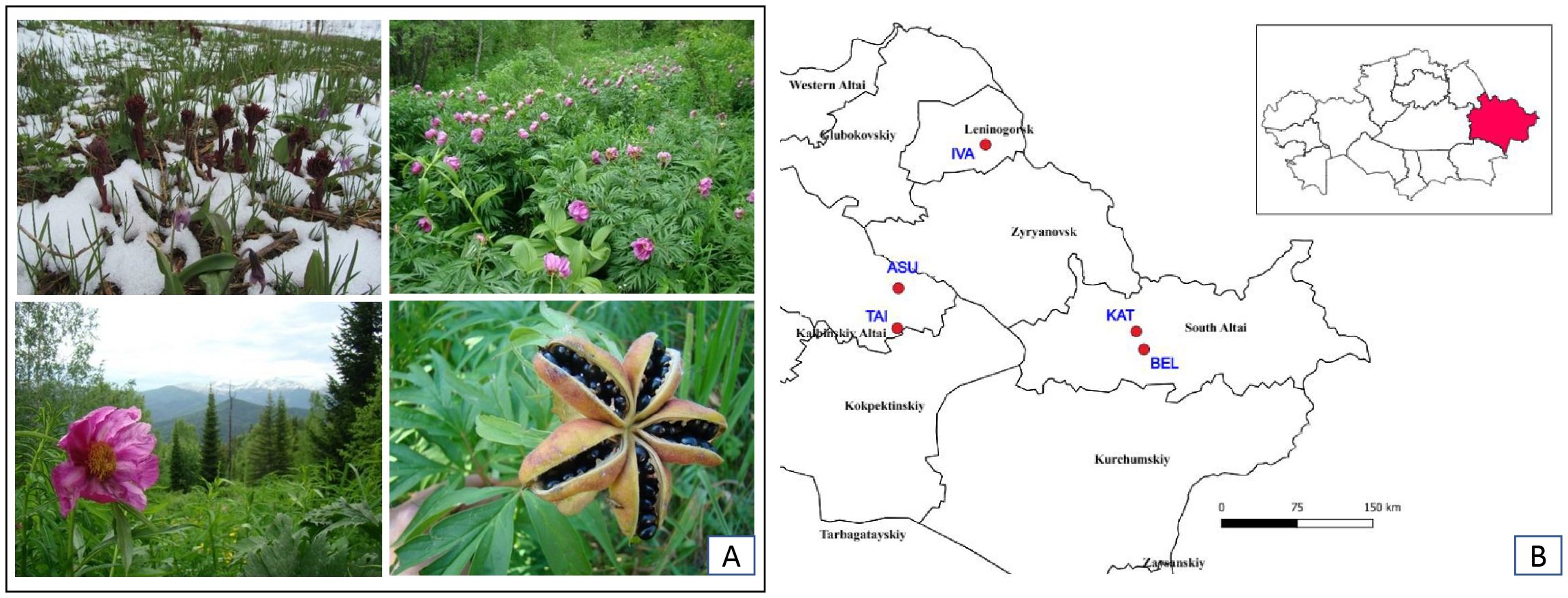Group of images showing various plants and their natural habitat, alongside a map marking several locations in Slovakia. The left side displays different flowering plants in a mountainous setting. The right side features a regional map highlighting collection sites indicated by red dots, with an inset showing the country within Europe.