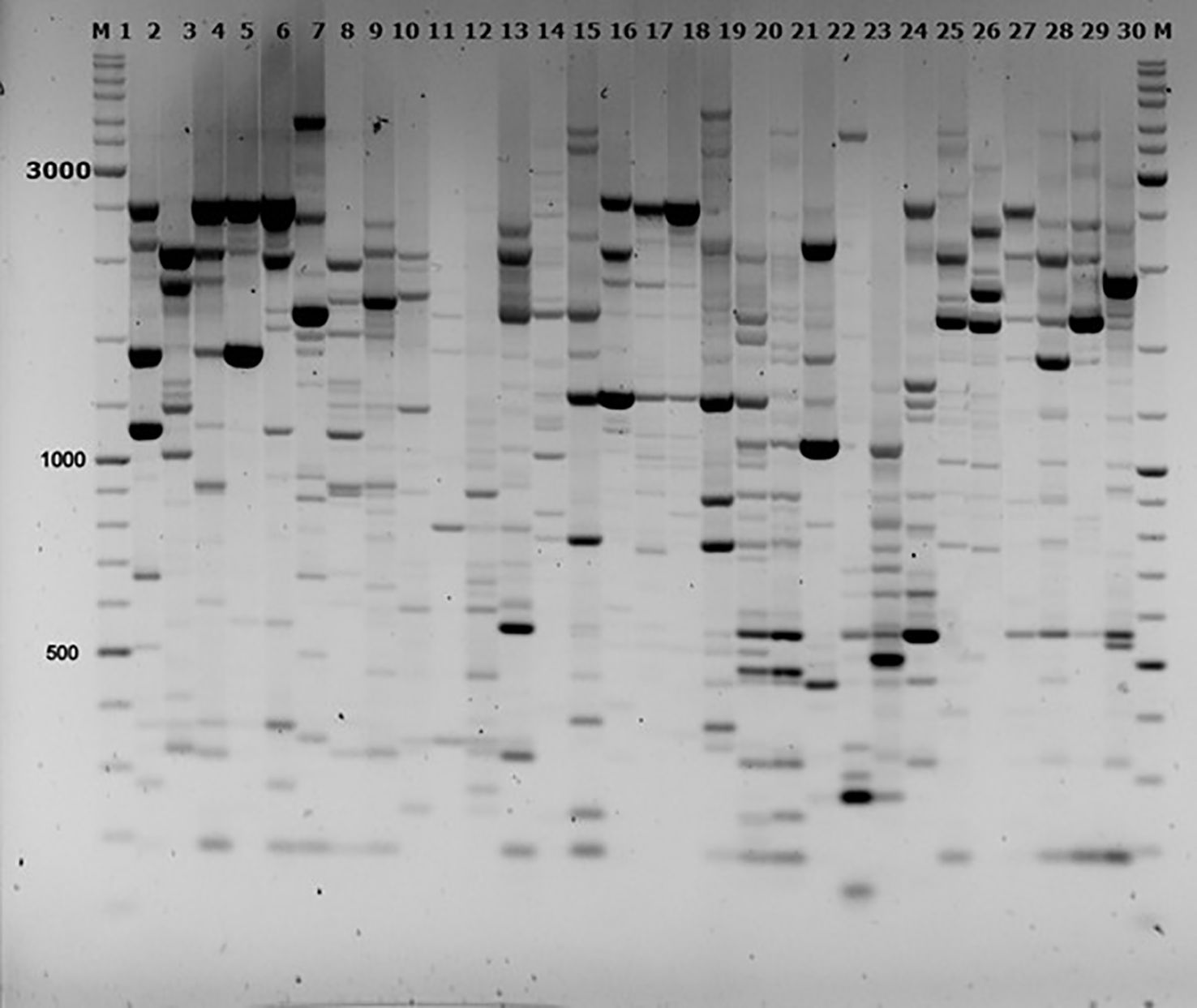Electrophoresis gel image showing DNA bands of various sizes across thirty lanes. Each lane displays distinct patterns of dark bands corresponding to DNA fragments, marked at 500, 1000, and 3000 base pairs on the left side for size reference. Marker lanes labeled 'M' appear at the beginning and end.