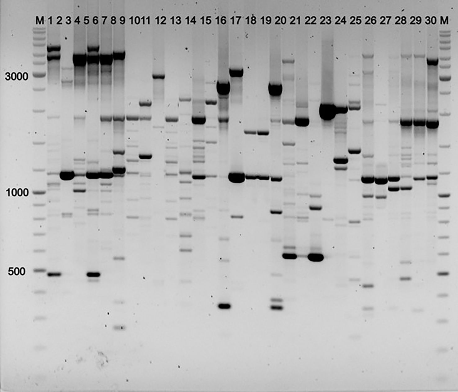 Gel electrophoresis image showing DNA bands across several lanes numbered 1 to 30, with size markers labeled on the left at 500, 1000, and 3000 base pairs. Darker bands indicate more DNA, with varying band patterns in each lane, suggesting different DNA samples or digestion results.