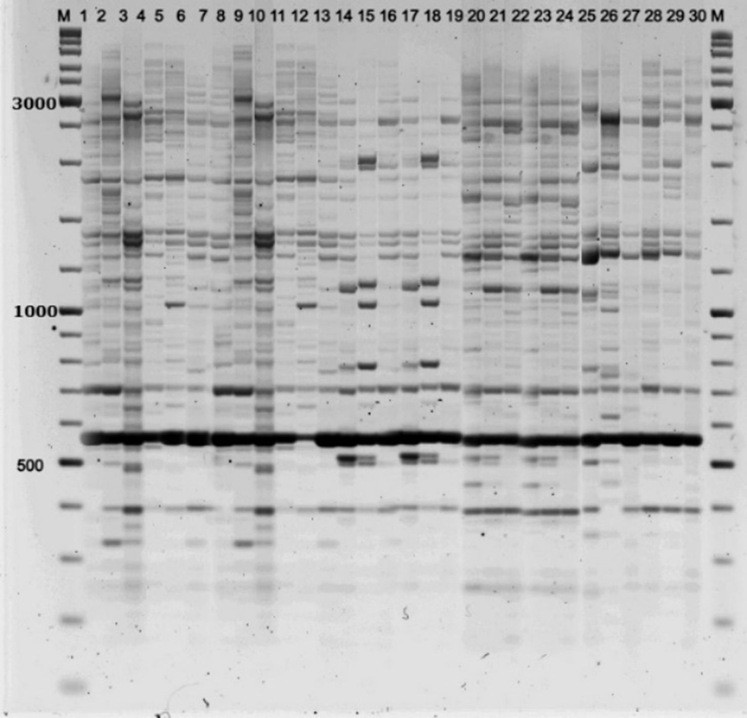 Gel electrophoresis image showing multiple DNA samples across lanes labeled 1 to 30 with molecular markers (M) on the sides. Bands of varying intensity and position indicate DNA fragment sizes, with markers at 3000, 1000, and 500 base pairs for reference.