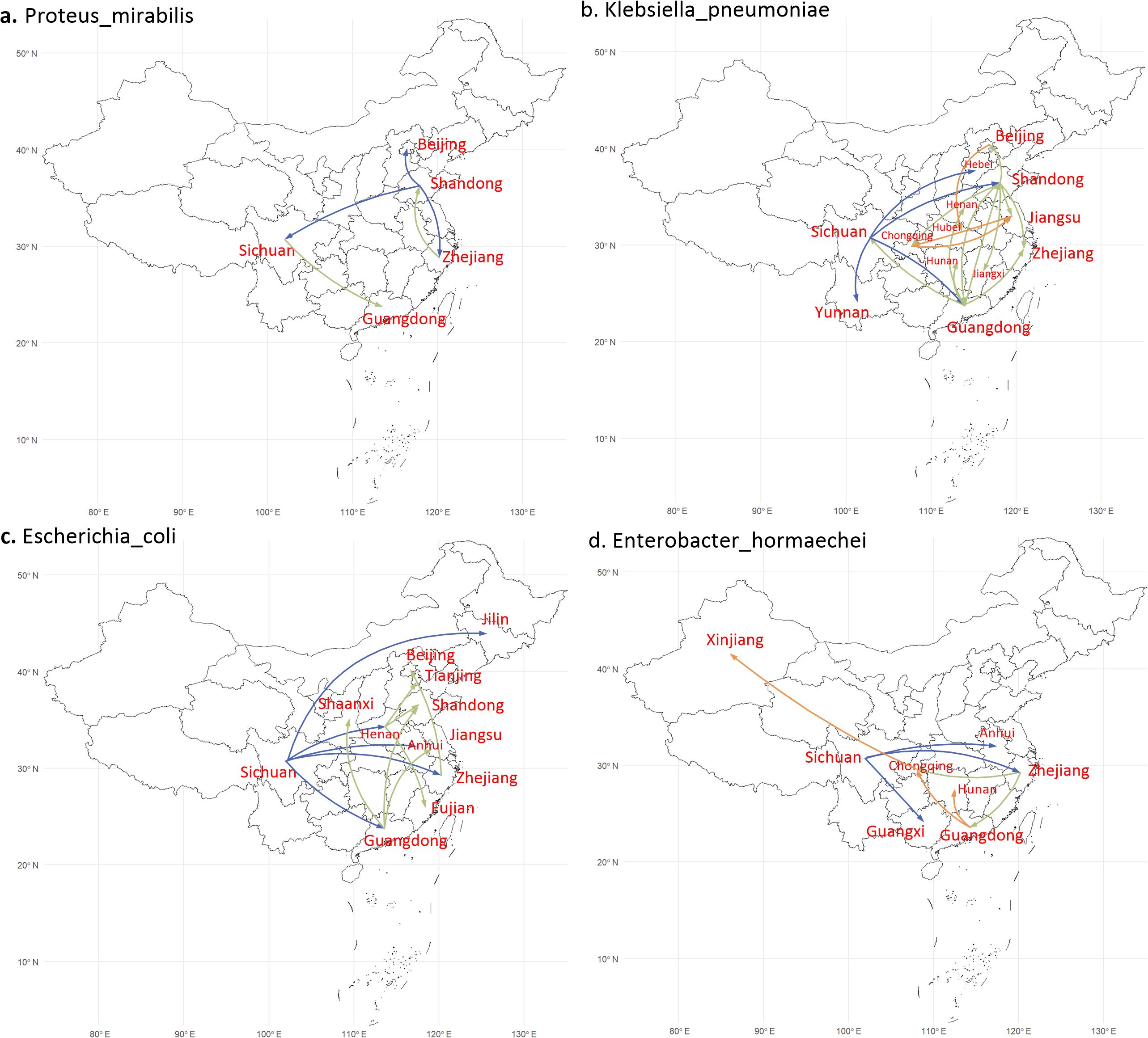 Maps of bacterial distribution in China for four species: a) *Proteus mirabilis*, with routes mainly involving Sichuan, Guangdong, and Jiangsu; b) *Klebsiella pneumoniae*, featuring complex routes across central and eastern regions; c) *Escherichia coli*, with movement centered around Shandong, Beijing, and Sichuan; d) *Enterobacter hormaechei*, linking Xinjiang, Guangdong, and Zhejiang. Red text indicates key regions, while colored lines show distribution pathways.