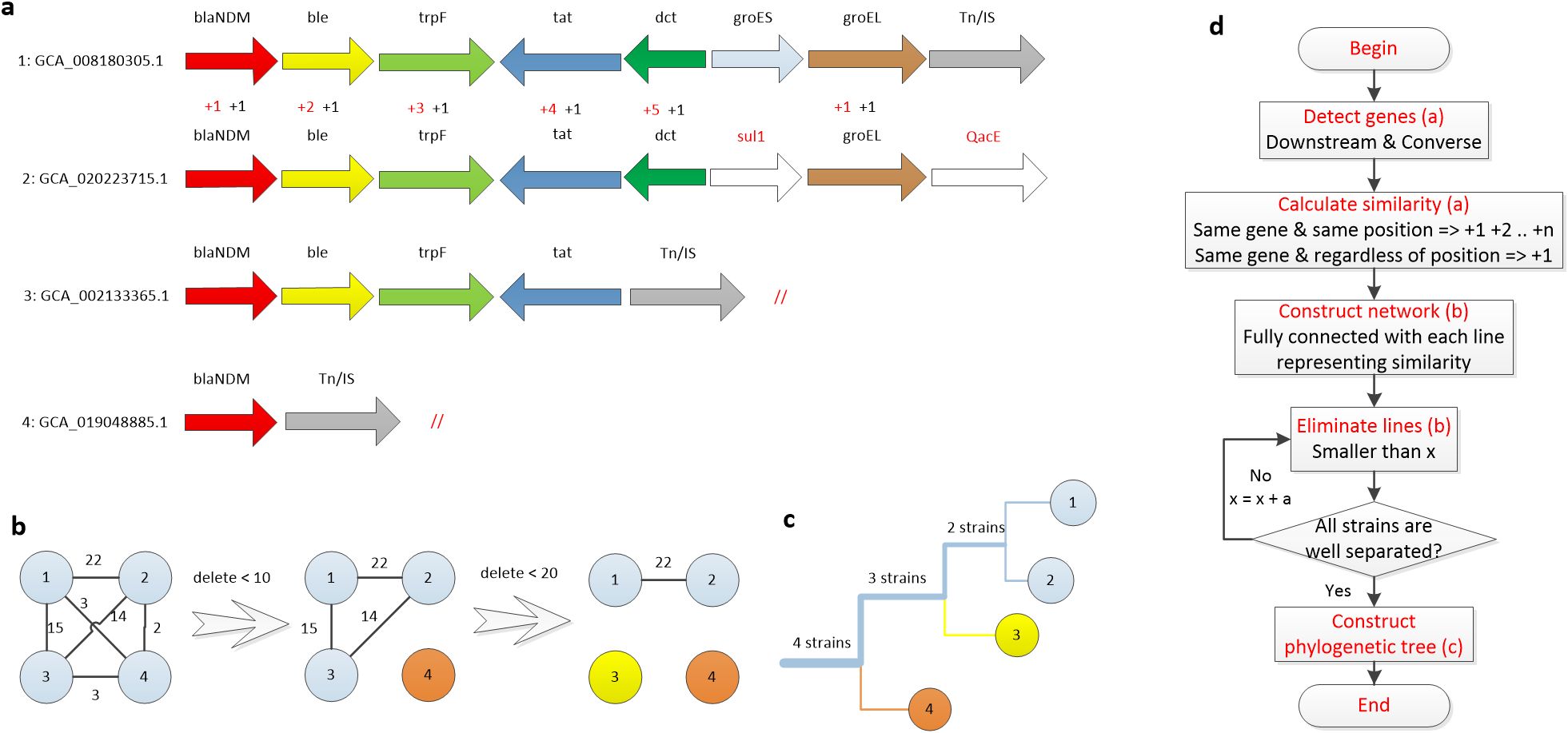 Diagram with four sections (labeled a, b, c, d). Section (a) shows gene arrangement of four strains with arrows and labels like blaNDM, ble, trpF. Section (b) displays network graphs illustrating deletion processes and strain relationships. Section (c) presents a phylogenetic tree with four strains categorized by color. Section (d) features a flowchart outlining steps for gene detection, similarity calculation, network construction, and phylogenetic tree creation.
