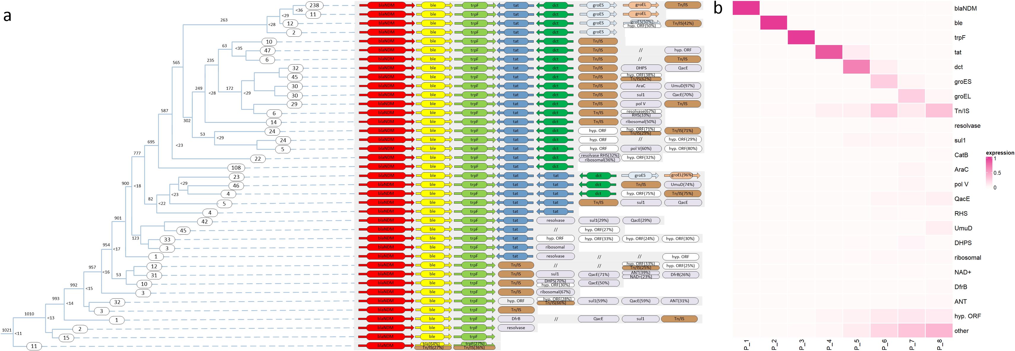 Panel a shows a phylogenetic tree with an array of colored arrows representing genes, including blaNDM, ble, trpF, tat, and others, indicating gene expression and organization. Panel b is a heatmap displaying gene expression levels for various genes, with a gradient from white to pink showing low to high expression levels.
