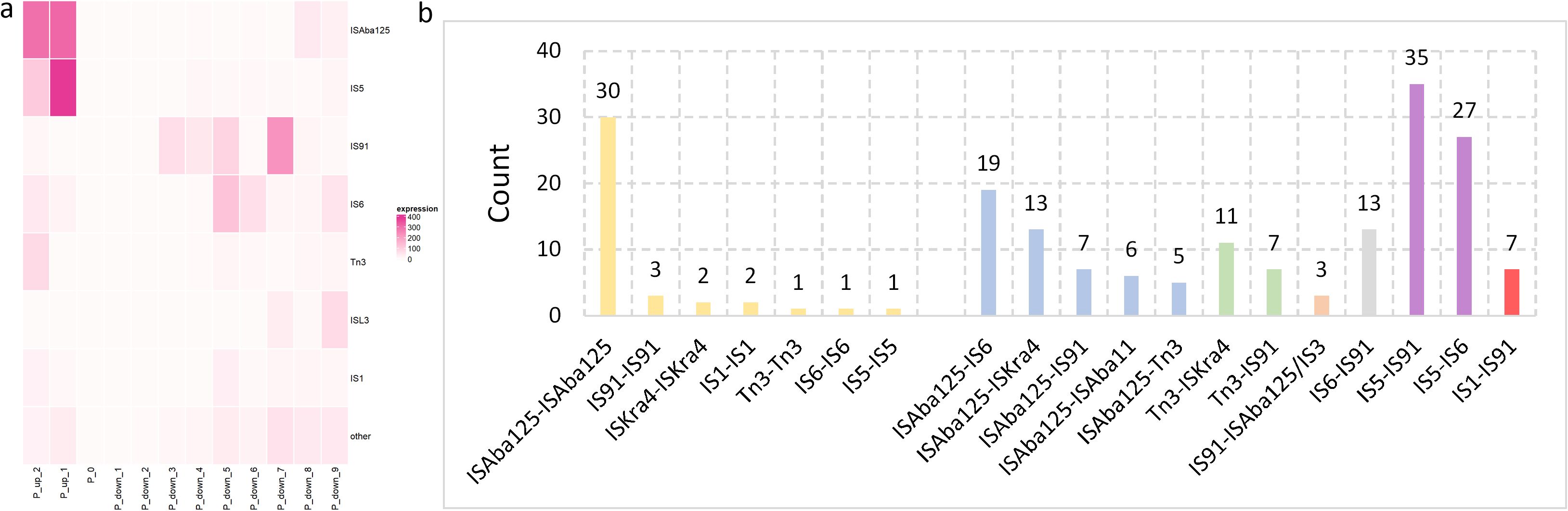 Panel (a) shows a heatmap illustrating expression levels of genetic elements ISAba125, IS5, IS91, IS6, Tn3, ISL3, and IS1 across various conditions, with color intensity indicating expression strength from light pink to dark pink. Panel (b) displays a bar chart comparing the count of different genetic combinations, with IS5-IS91 having the highest count at 35, followed by IS5-IS6 at 27.