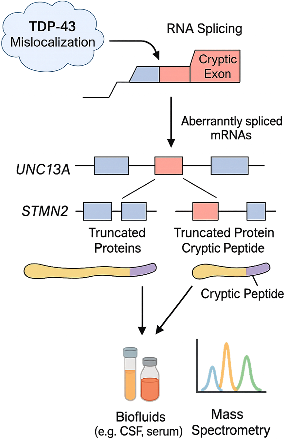 Diagram illustrating the process of TDP-43 mislocalization affecting RNA splicing, leading to cryptic exons and aberrantly spliced mRNAs. This results in truncated proteins in genes UNC13A and STMN2, producing cryptic peptides. These are detected in biofluids like CSF and serum through mass spectrometry.