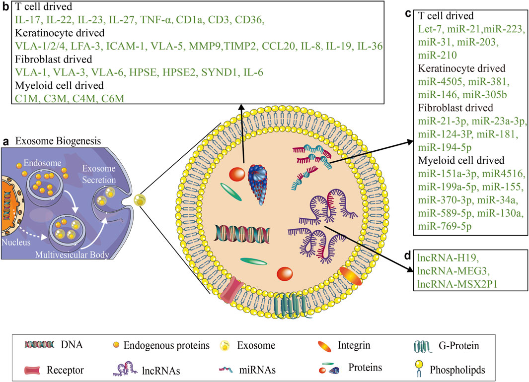 Diagram illustrating exosome biogenesis, showing vesicle formation and content transport. It emphasizes T cell, keratinocyte, fibroblast, and myeloid cell-driven processes with associated molecules. Key components like DNA, receptors, proteins, and RNA variants are labeled, with a legend identifying DNA, miRNAs, proteins, and other cellular elements.