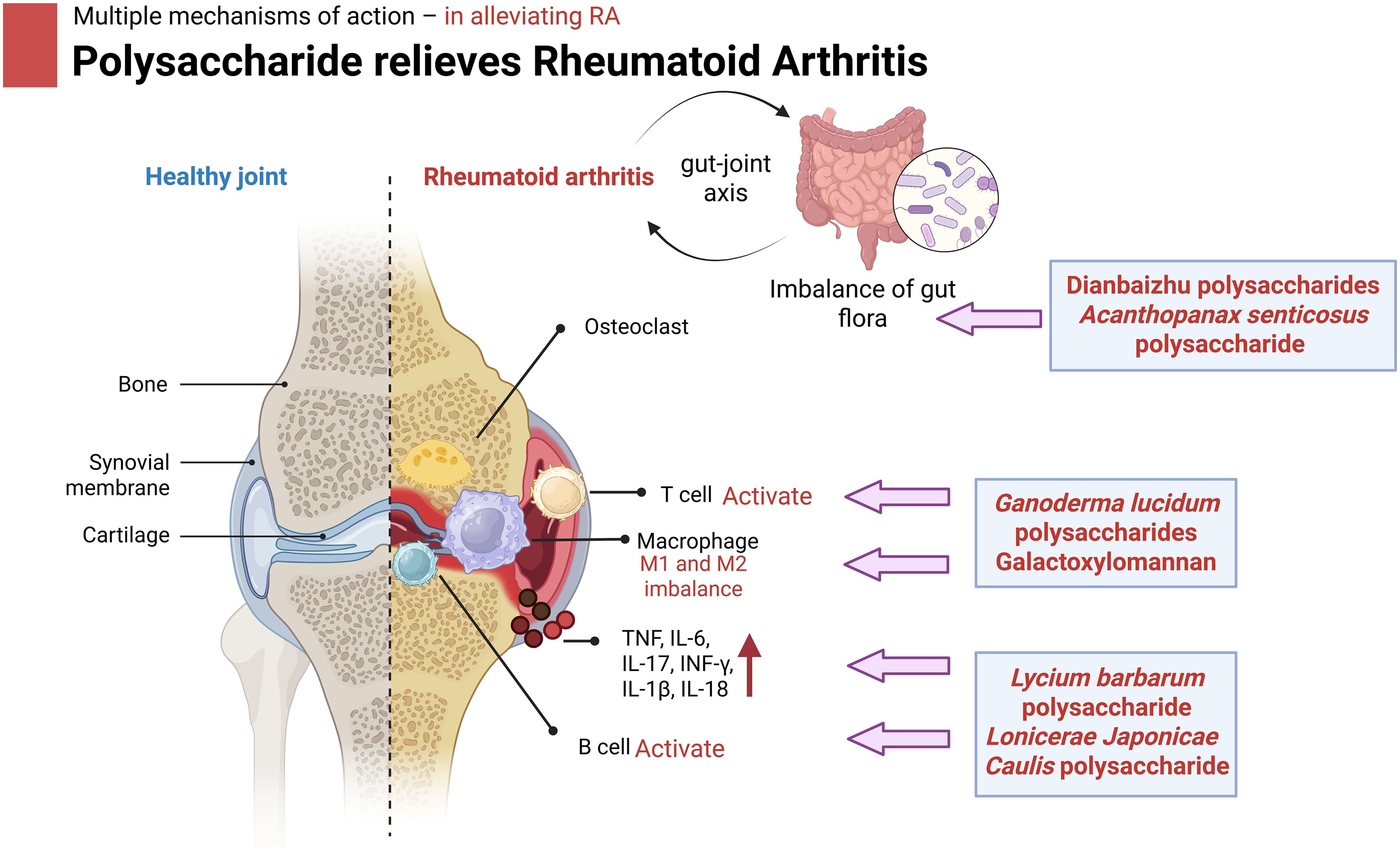 Illustration of a joint showing differences between a healthy joint and one affected by rheumatoid arthritis. Labels indicate bone, synovial membrane, and cartilage on the healthy side. The rheumatoid arthritis side shows osteoclasts, activated T and B cells, macrophage imbalance, and increased cytokines. Gut flora imbalance is linked to rheumatoid arthritis through the gut-joint axis. Arrows point to polysaccharides like Dianbaizhu, Ganoderma lucidum, and Lycium barbarum as potential remedies.