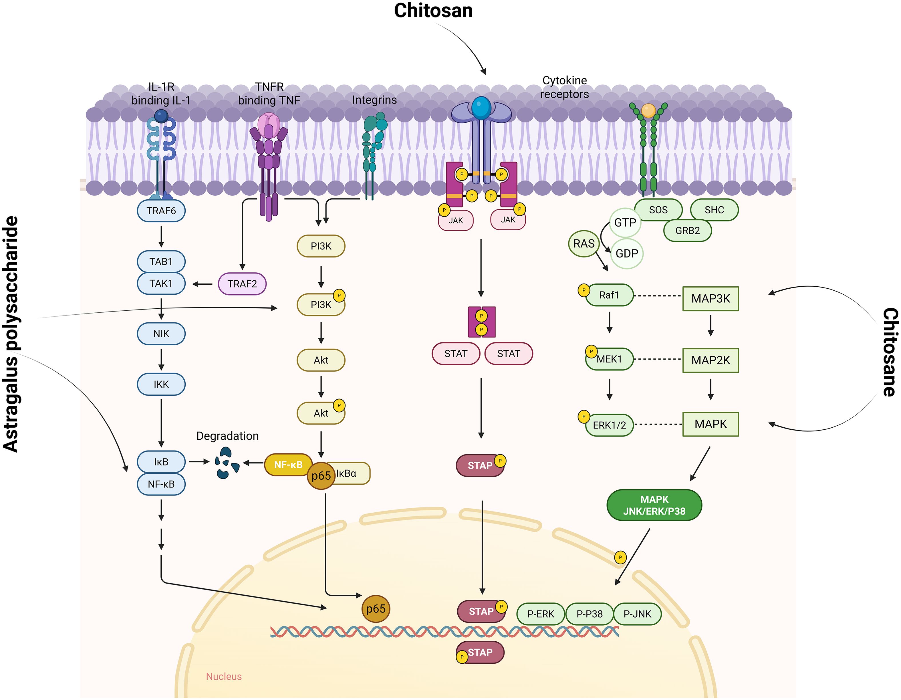 Signaling pathway diagram illustrating the effects of Astragalus polysaccharide and Chitosan on various receptors and proteins. Components include IL1R, TNFR, and integrins interacting with several proteins like TRAF6, PI3K, Akt, and MAPK. The diagram highlights processes like degradation of IκB and phosphorylation of NF-κB and MAPK pathways, ultimately impacting gene expression in the nucleus.