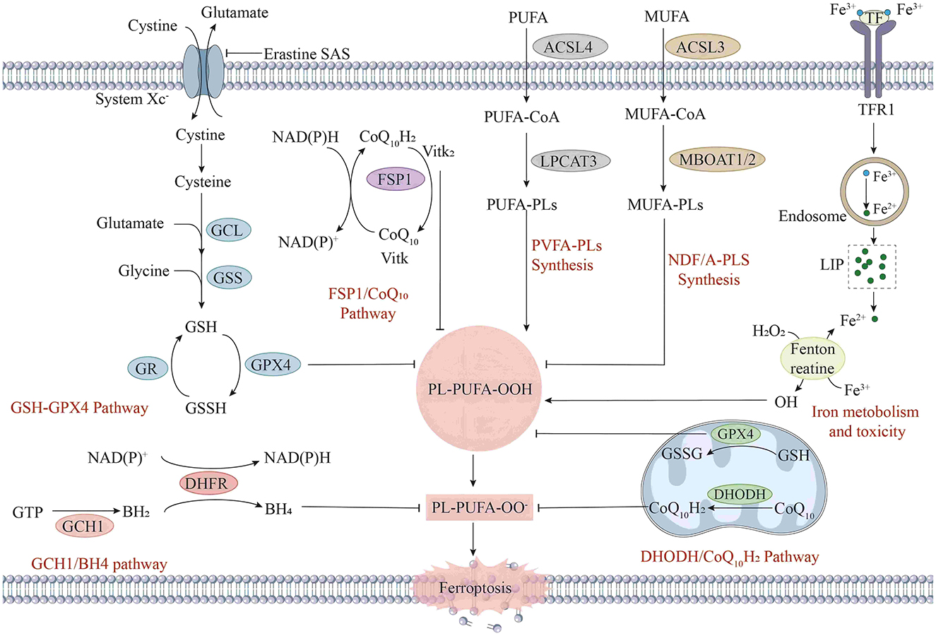 Pathway diagram illustrating the molecular mechanisms leading to ferroptosis. Key elements include the System Xc- involved in cystine and glutamate exchange, pathways for GSH-GPX4, FSP1/CoQ10, PVFA-PLs, and NDF/A-PLS synthesis, iron metabolism, and related proteins like ACSL4, ACSL3, LPCAT3, MBOAT1/2, TFR1, and GPX4. The image depicts interactions between glutathione, iron, and lipids, highlighting oxidative stress and the role of antioxidants in preventing cell death.