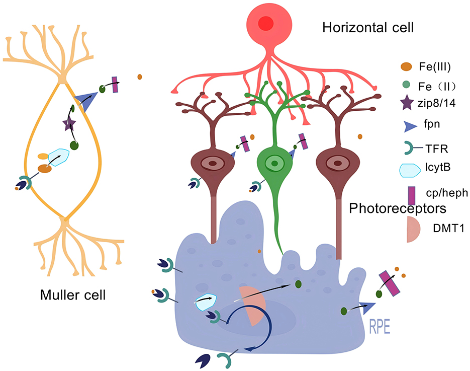 Diagram illustrating the cellular interactions involving Muller cells, horizontal cells, and photoreceptors, with a focus on iron transport mechanisms. It shows different proteins and molecules, including Fe(III), Fe(II), zip8/14, fpn, TFR, IcytB, cp/heph, and DMT1, labeled with distinct symbols and colors to indicate their roles in the process.