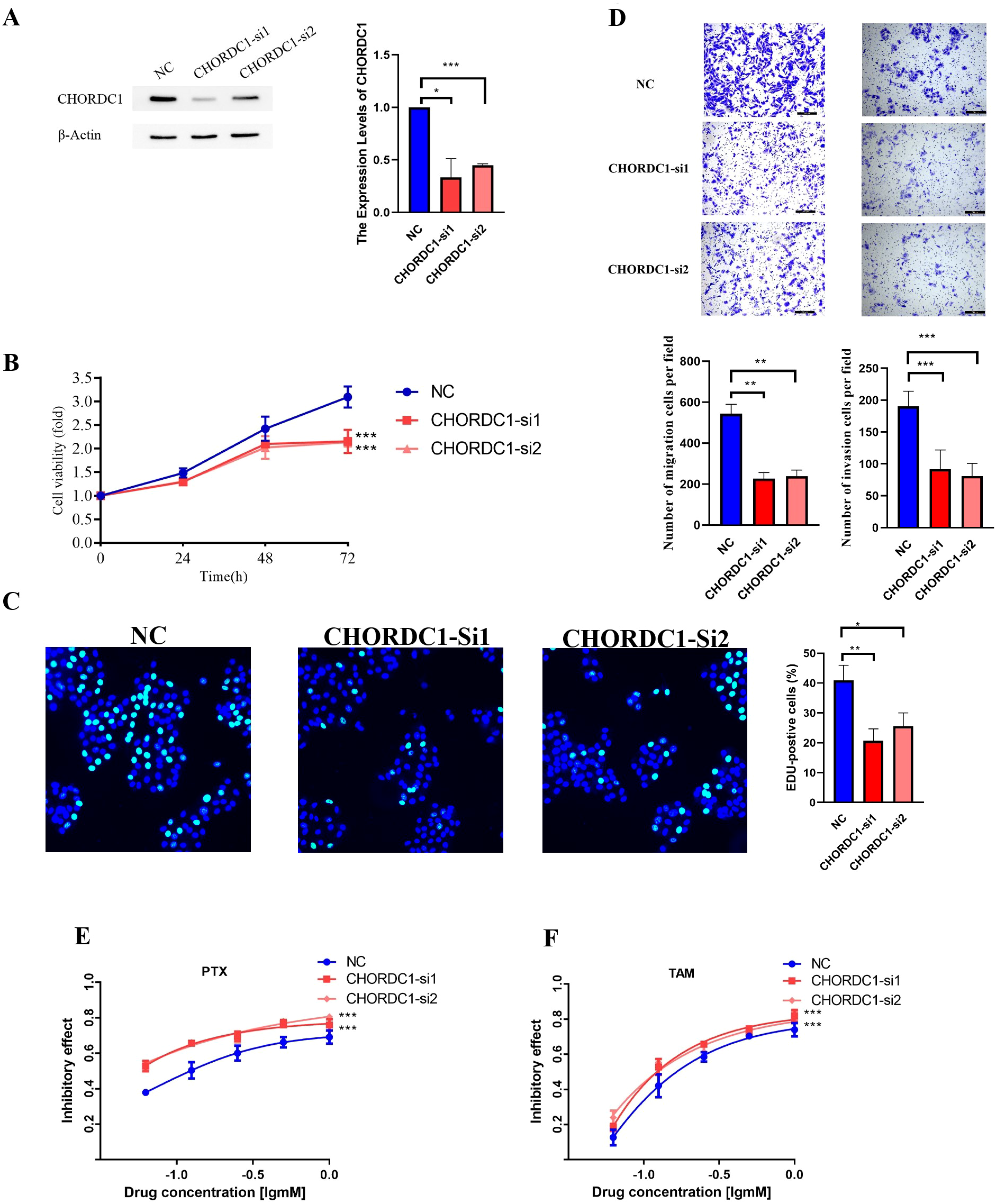 Figure showing multiple panels of experimental data related to CHORDC1. Panel A displays a Western blot with quantification of CHORDC1 expression levels. Panel B presents a graph of cell viability over time, indicating differences between NC, CHORDC1-si1, and CHORDC1-si2. Panel C includes images of cells stained with fluorescent markers and a bar graph of EDU-positive cells. Panel D shows migration assays with corresponding quantification. Panels E and F depict dose-response curves for drugs PTX and TAM, highlighting inhibitory effects. Statistical significance is indicated with asterisks in various panels.