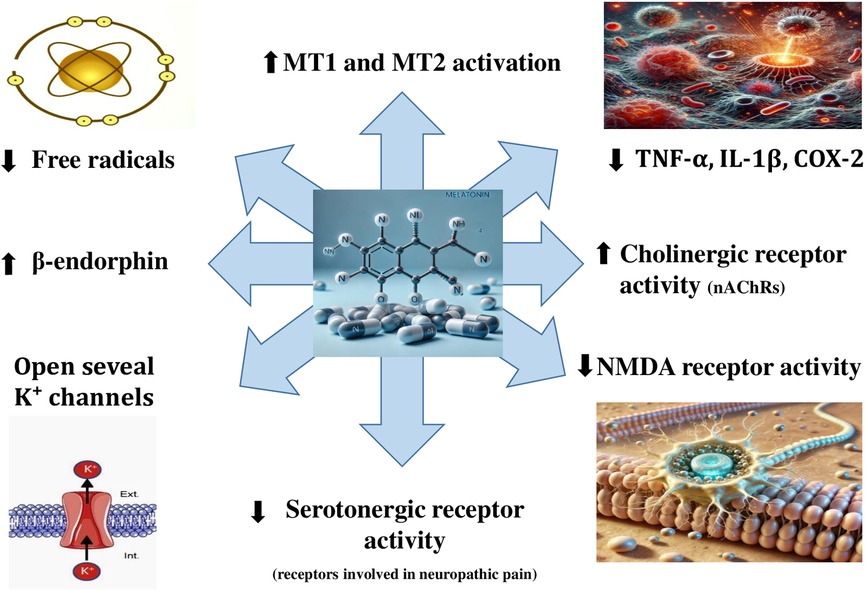 Diagram centered on a melatonin molecule illustrates its proposed mechanisms of action in pain modulation. Arrows point outward indicating effects such as increased MT1 and MT2 activation, β-endorphin levels, and cholinergic receptor activity; and decreased levels of free radicals, pro-inflammatory mediators (TNF-α, IL-1β, COX-2), NMDA and serotonergic receptor activity. It also notes melatonin's role in opening potassium channels.