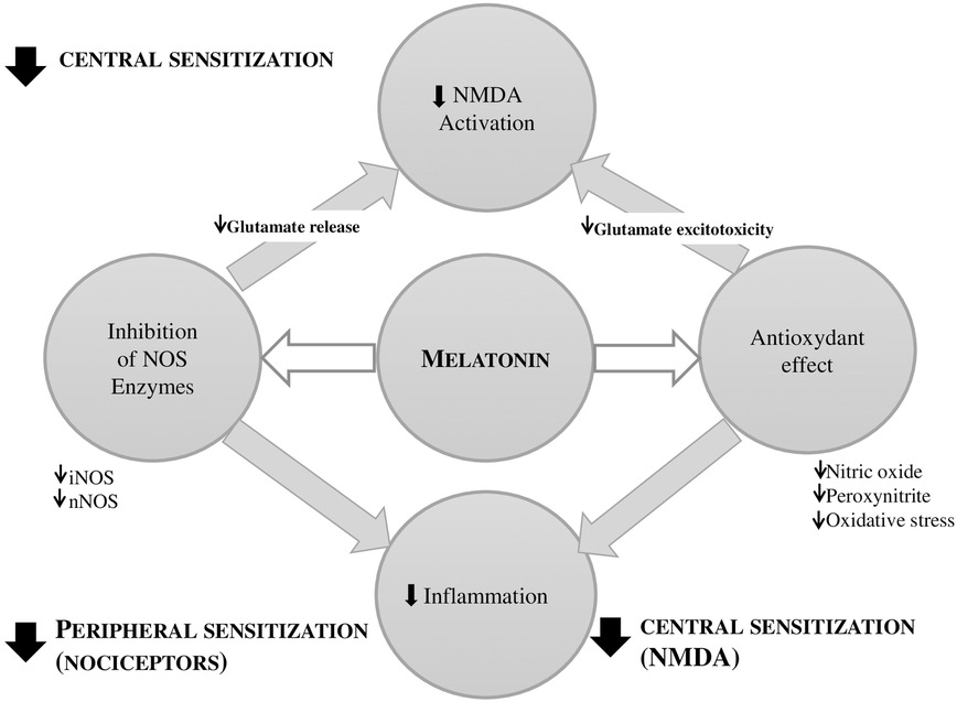 Diagram illustrates the proposed mechanisms by which melatonin reduces peripheral and central sensitization. Central circle labeled “Melatonin” connects to four surrounding processes: decreased NMDA activation, antioxidant effects, inflammation reduction, and inhibition of NOS enzymes. Arrows indicate downstream effects such as reduced glutamate release and excitotoxicity, lowered nitric oxide and oxidative stress, decreased iNOS and nNOS expression, and suppressed inflammation, collectively contributing to diminished nociceptor and NMDA-mediated sensitization.