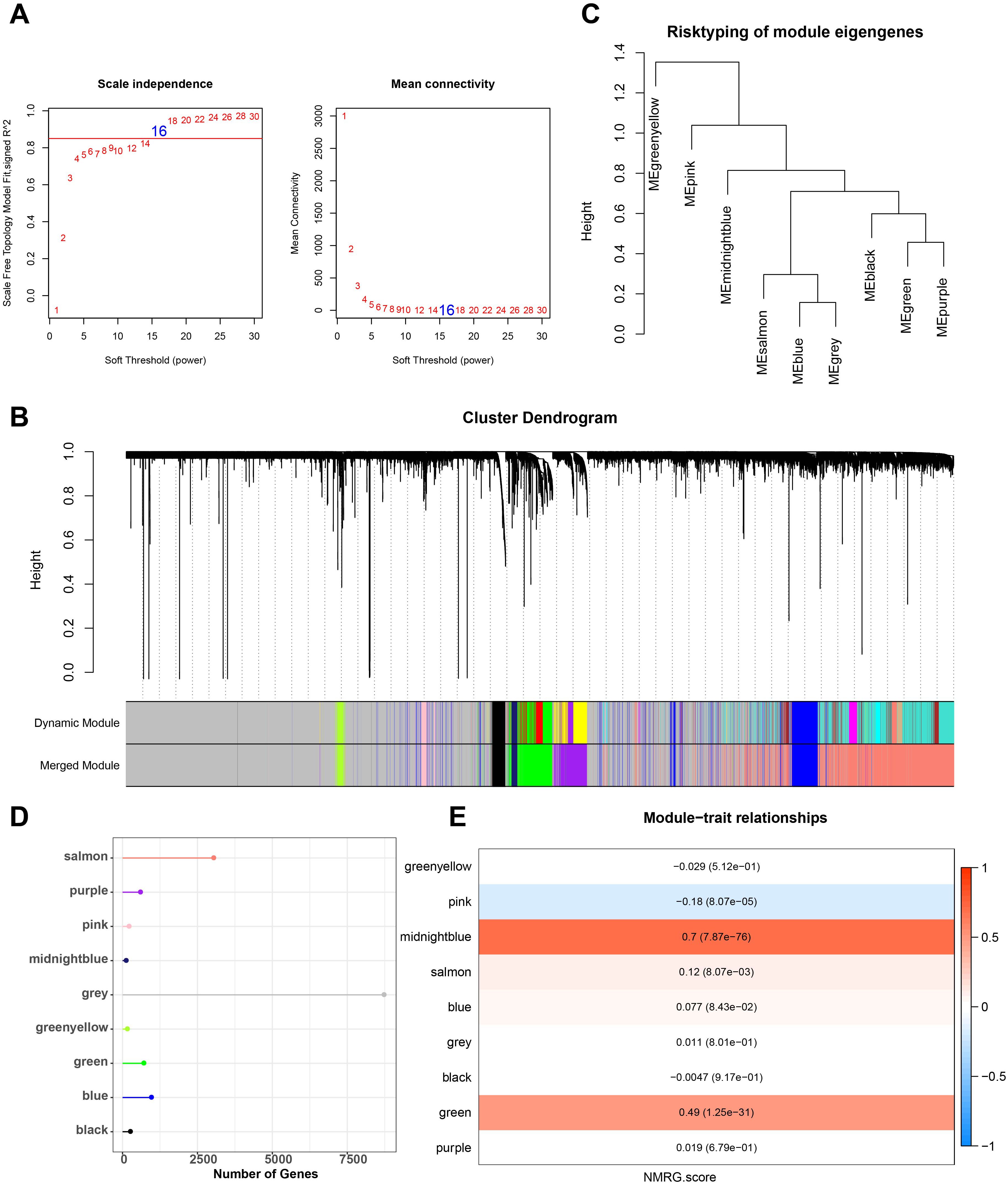 Panel A shows two graphs plotting scale independence and mean connectivity against soft threshold power. Panel B depicts a cluster dendrogram with gene modules in different colors. Panel C presents a hierarchical tree diagram of gene module eigengenes labeled by color. Panel D features a bar chart displaying the number of genes in each color-coded module. Panel E shows a heatmap indicating module-trait relationships with corresponding NMRG scores.