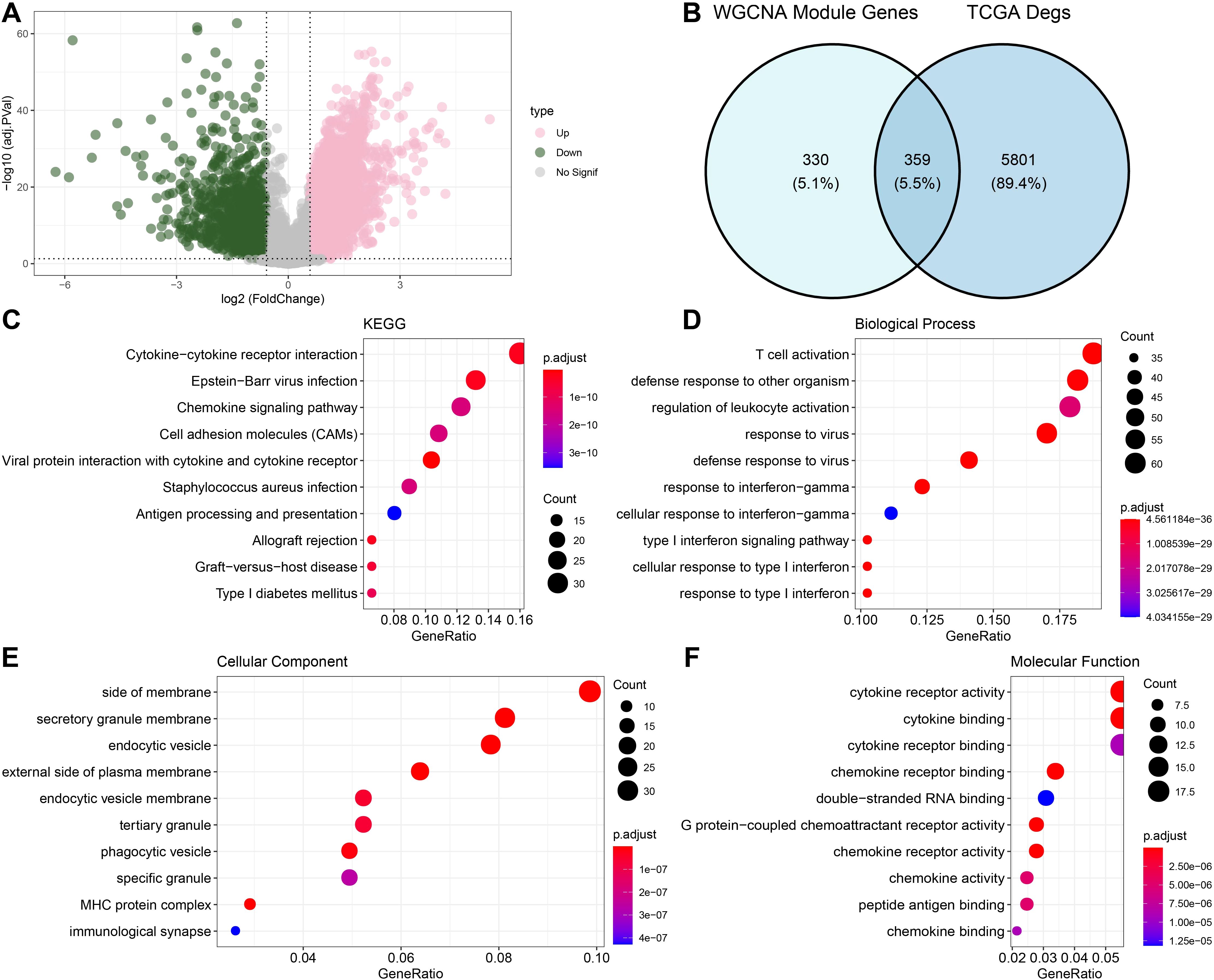 Panel A shows a volcano plot with pink and green dots representing gene expression changes. Panel B displays a Venn diagram comparing WGCNA module genes and TCGA DEGs with overlap. Panels C to F feature dot plots for KEGG pathways, biological processes, cellular components, and molecular functions, highlighting gene ratios, counts, and adjusted p-values with varying dot sizes and colors.