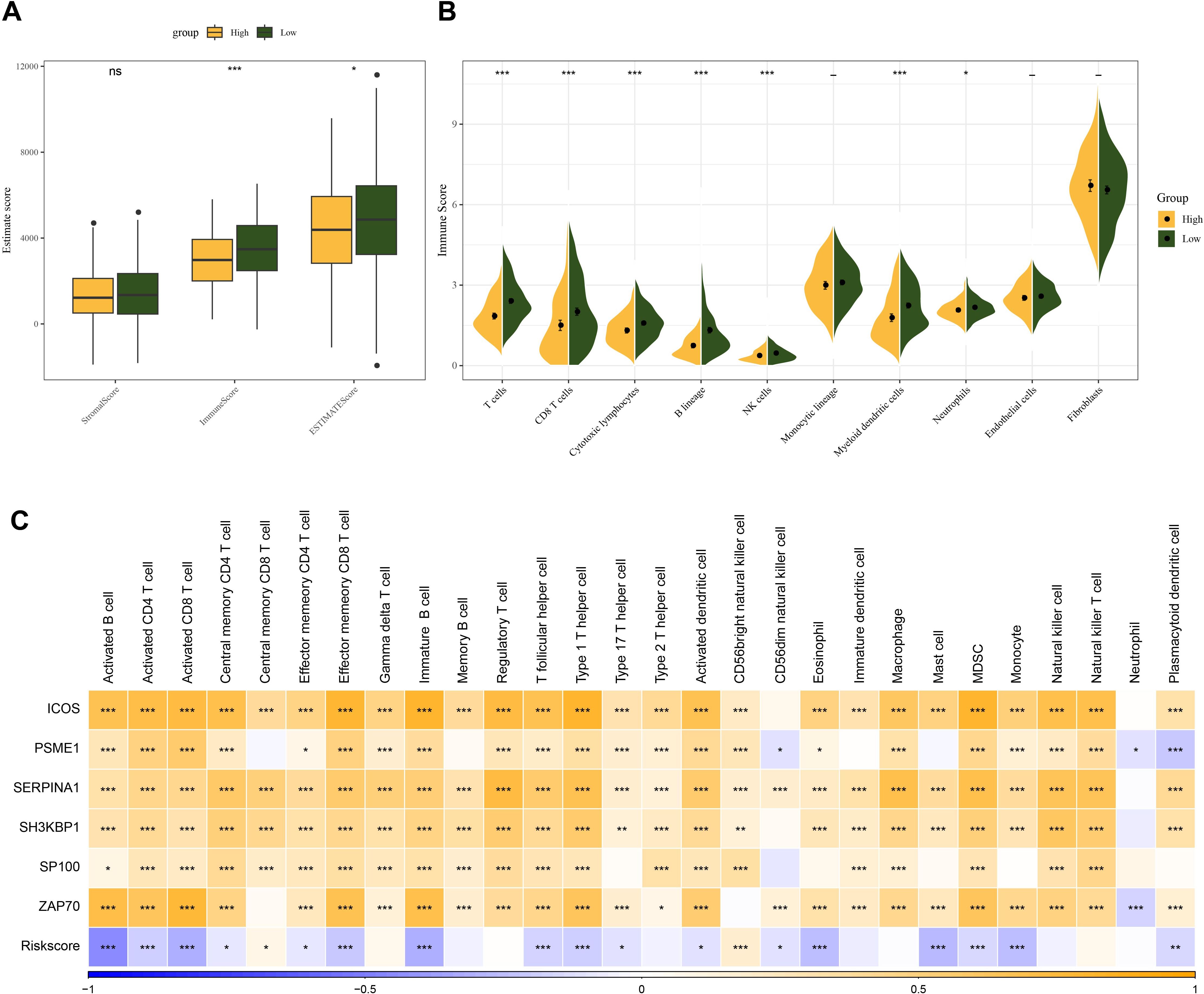 Three-part image depicting immune scores and risk scores for high and low groups with statistical significance. Panel A: Box plots of immune scores for stromal, immune, and ESTIMATE scores. Panel B: Violin plots showing immune scores for various cell types. Panel C: Heatmap displaying correlations between specific cell types and risk scores across different conditions. Statistical significance is indicated with asterisks, while comparisons are color-coded by groups.