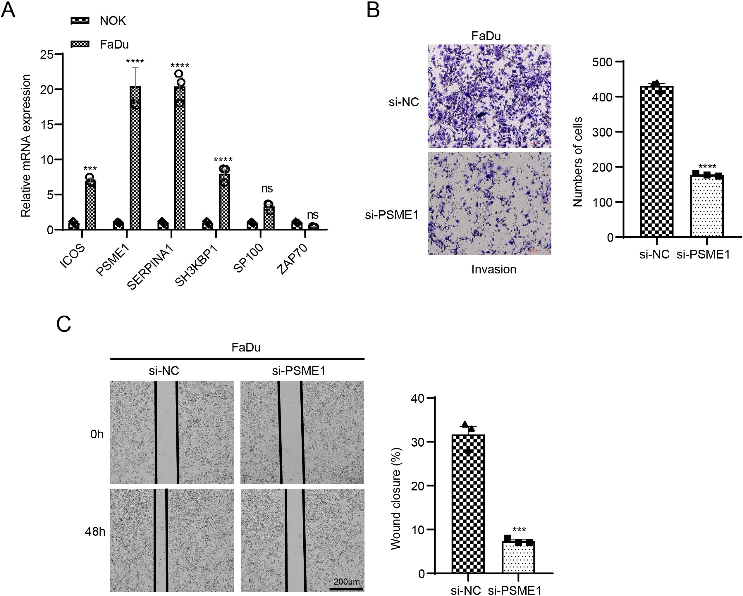 Panel A shows a bar graph comparing mRNA expression levels of six genes (ICOS, PSME1, SERPINA1, SH3KBP1, SP100, ZAP70) between NOK and FaDu cells. Panels B and C illustrate cell behavior in FaDu cells with si-NC and si-PSME1 treatments. Panel B presents images and a bar chart of cell invasion, showing reduced invasion in si-PSME1. Panel C depicts a wound closure assay over 48 hours, with a bar chart indicating significantly decreased wound closure in si-PSME1. Statistical significance is indicated by asterisks.
