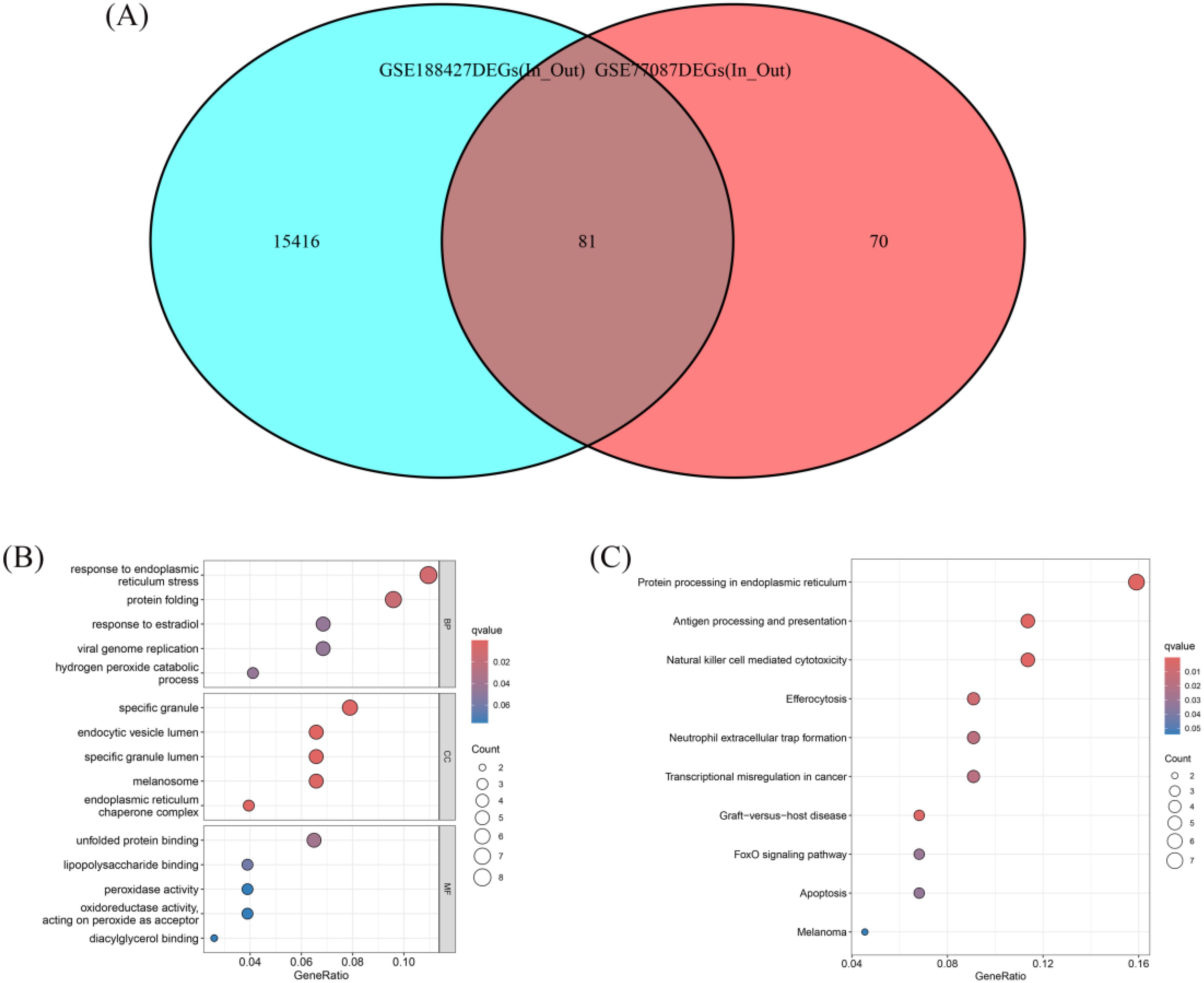 Venn diagram (A) compares two gene expression data sets: GSE188427DEGs (15,416 unique in blue) and GSE7087DEGs (70 unique in red) with 81 overlaps. Scatter plots (B and C) display gene set enrichment analysis results. Plot B highlights processes like response to endoplasmic reticulum stress and protein folding, while plot C features pathways such as protein processing in the endoplasmic reticulum and antigen processing. Dot size indicates count, and color shows q-value significance.