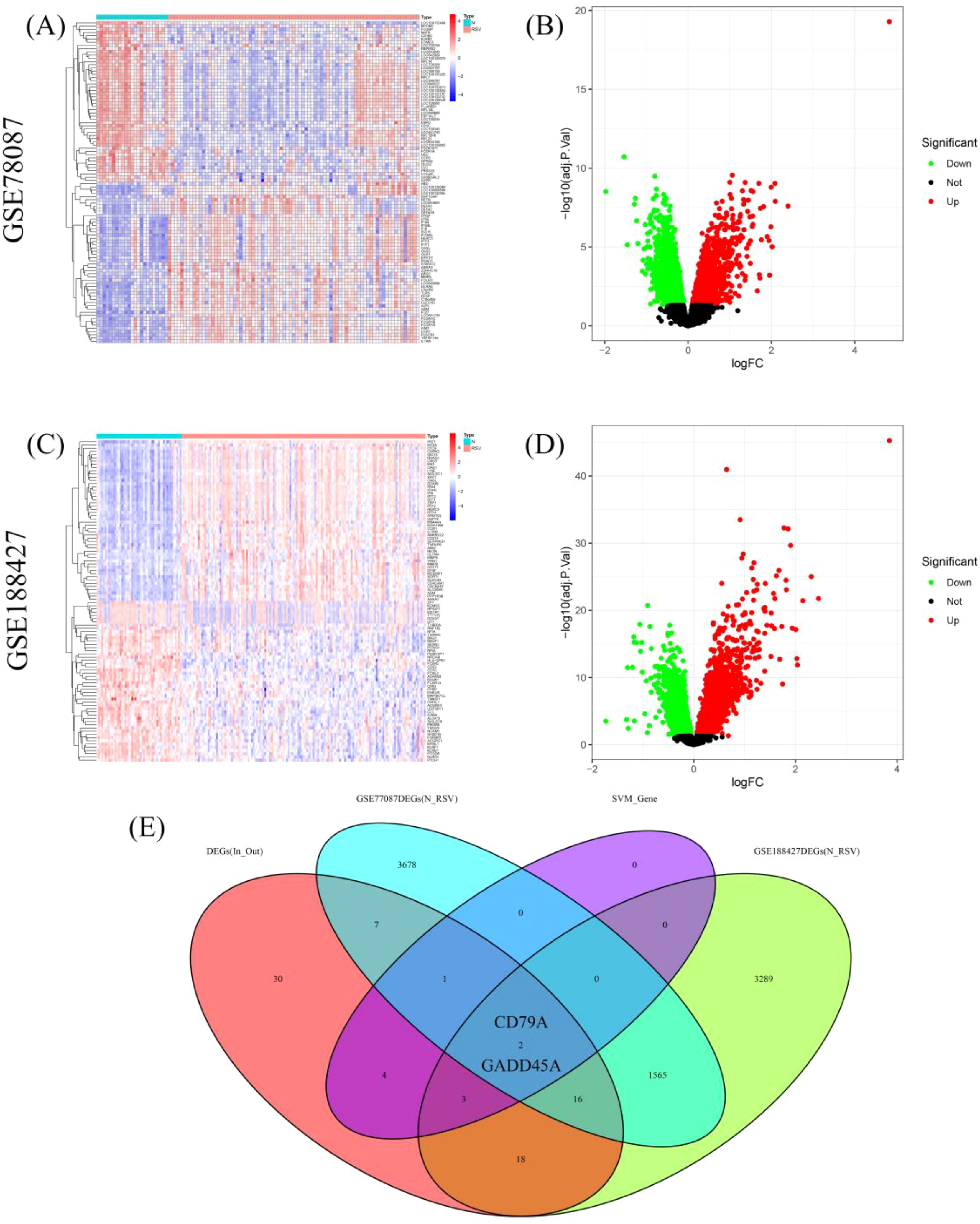 Heatmaps (A, C) display gene expression data for datasets GSE70867 and GSE188427, with color gradients indicating expression levels. Volcano plots (B, D) illustrate gene significance and fold change, with red and green dots showing significantly upregulated and downregulated genes. Panel (E) contains a Venn diagram highlighting gene overlaps between different datasets, emphasizing shared genes CD79A and GADD45A.