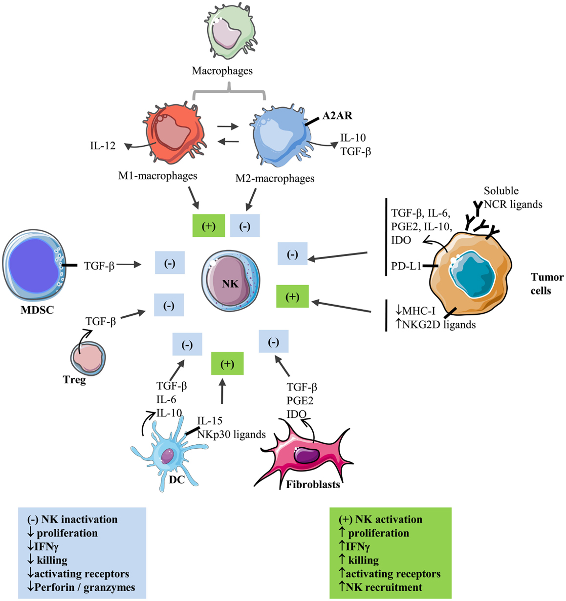 Frontiers | Critical Role of Tumor Microenvironment in Shaping NK Cell ...