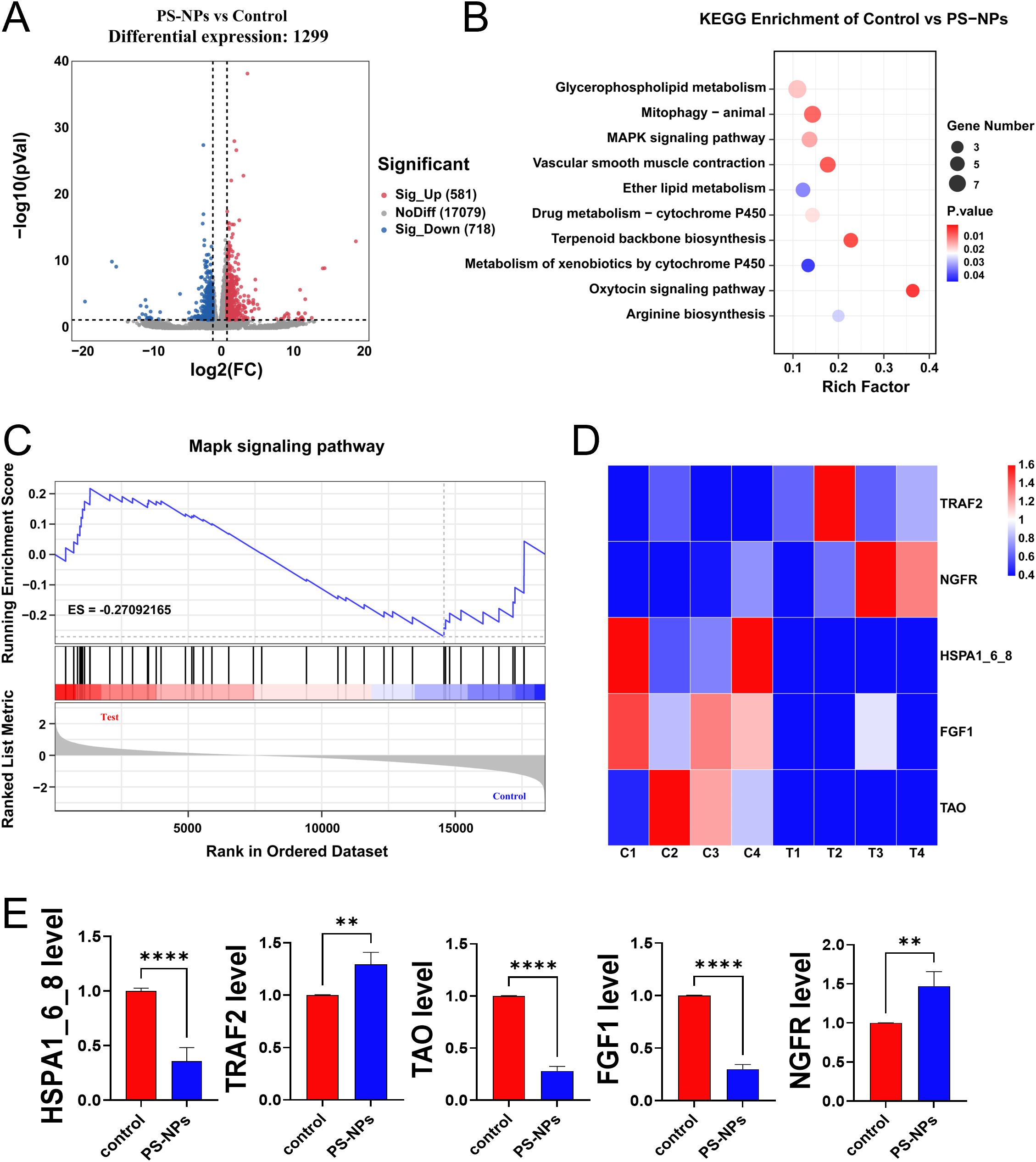 Panel A shows a volcano plot of differential gene expression between PS-NPs and control, highlighting significant upregulation and downregulation. Panel B is a bubble chart depicting KEGG pathway enrichment, with bubble size representing gene number and color indicating p-value. Panel C displays a line graph for the MAPK signaling pathway's enrichment score. Panel D is a heatmap illustrating expression levels of TRAF2, NGFR, HSPA1_6_8, FGF1, and TAO across samples. Panel E consists of bar charts comparing the levels of HSPA1_6_8, TRAF2, TAO, FGF1, and NGFR between control and PS-NPs groups, with significance marked by asterisks.
