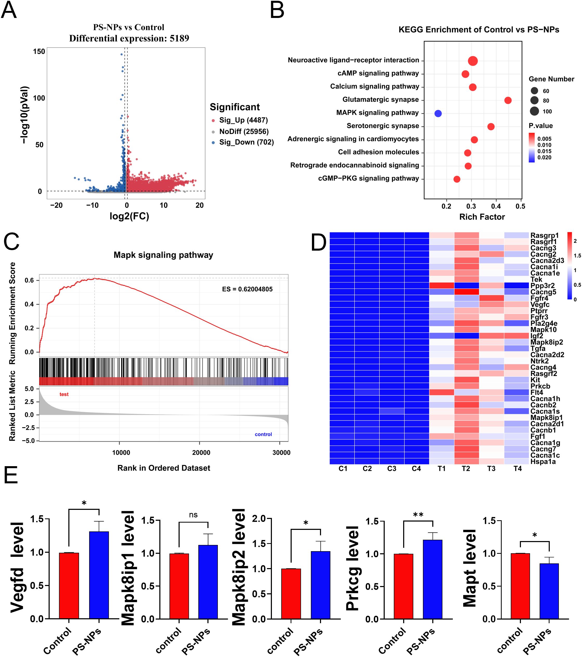 Panel A shows a volcano plot comparing differential expression with PS-NPs and control, highlighting significant upregulated and downregulated genes. Panel B presents a KEGG enrichment dot plot depicting pathways affected, with markers for gene numbers and P-values. Panel C features a line graph of the MAPK signaling pathway's enrichment score, showing a positive enrichment. Panel D displays a heatmap of gene expression levels across different conditions, with a color scale indicating expression intensity. Panel E contains bar charts comparing expression levels of various genes between control and PS-NPs, with statistical significance indicated.