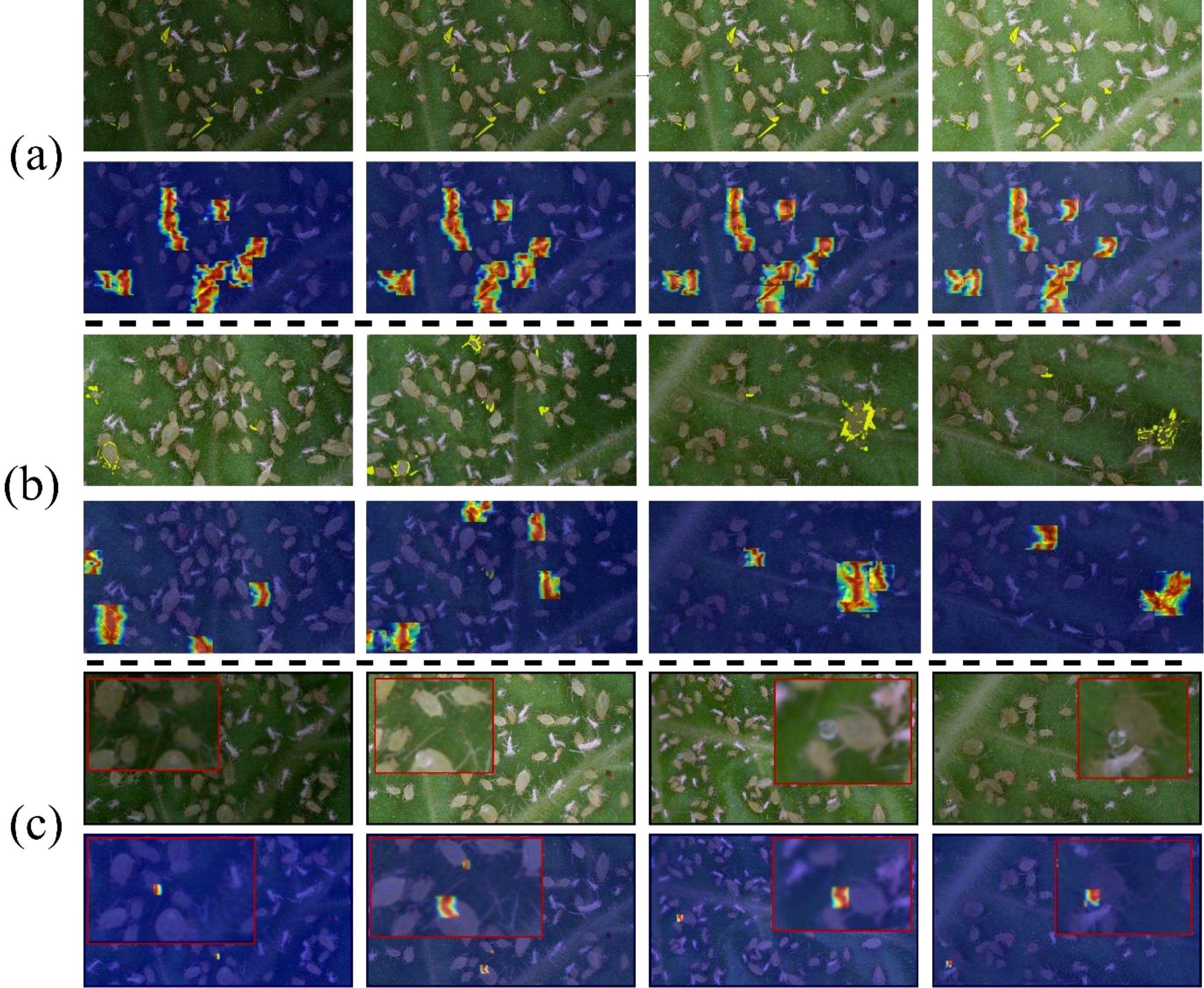 A set of images showing insect detection on leaves through different methods. Section (a) displays raw images and their heat maps. Section (b) shows enhanced images with additional heat maps. Section (c) presents images with red boxes highlighting specific areas, alongside corresponding heat maps. Each row focuses on improving insect detection accuracy using different visual representations.