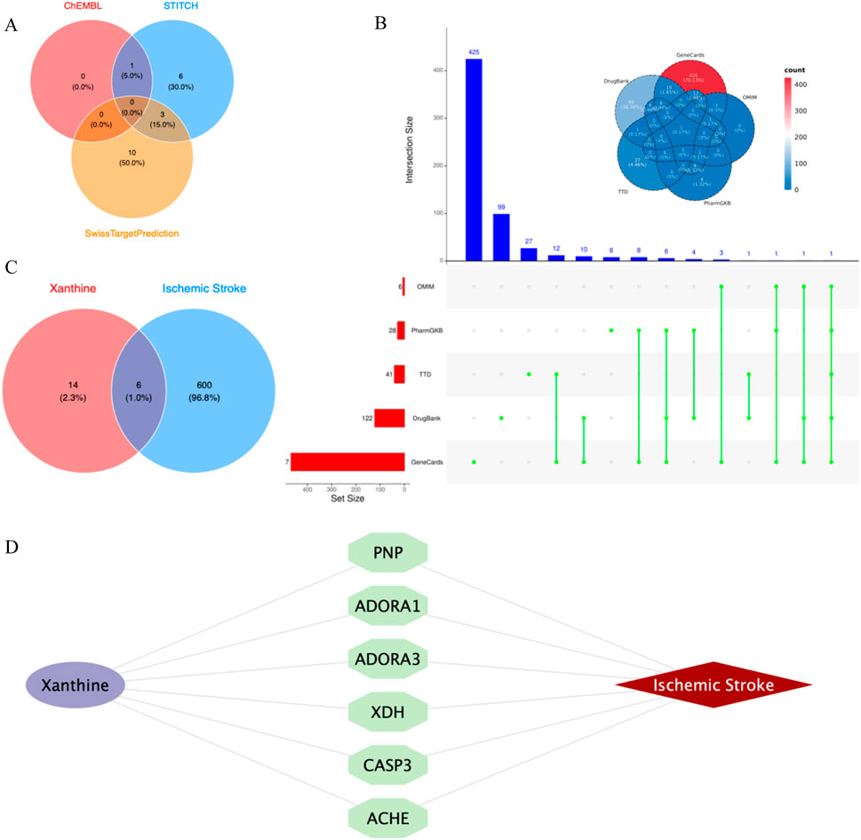 The image contains four panels (A, B, C, and D).Panel A: A Venn diagram showing intersections of databases ChEMBL, STITCH, and SwissTargetPrediction with shared and unique data points.Panel B: A bar chart and UpSet plot illustrating intersection sizes among databases with an inset Venn diagram for visual comparison.Panel C: A Venn diagram comparing Xanthine and Ischemic Stroke, showing overlapping and distinct elements.Panel D: A network diagram linking Xanthine to Ischemic Stroke through various intermediaries like PNP, ADORA1, ADORA3, XDH, CASP3, and ACHE.
