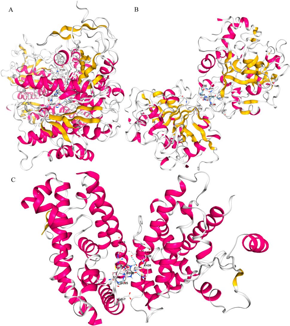 Structural models of proteins presented in three panels labeled A, B, and C. Each panel features complex ribbon diagrams with helices in magenta, strands in gold, and loops in white. Key residues are highlighted within the structures.