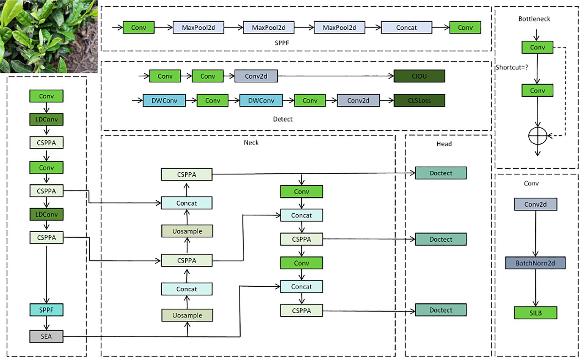 Diagram illustrating a neural network architecture with labeled sections: Backbone, Neck, Head, and specific components. Includes convolution layers, max-pooling, concatenation, upsampling, CSPPA, and detection modules. A photo of green leaves is shown in the top-left corner.