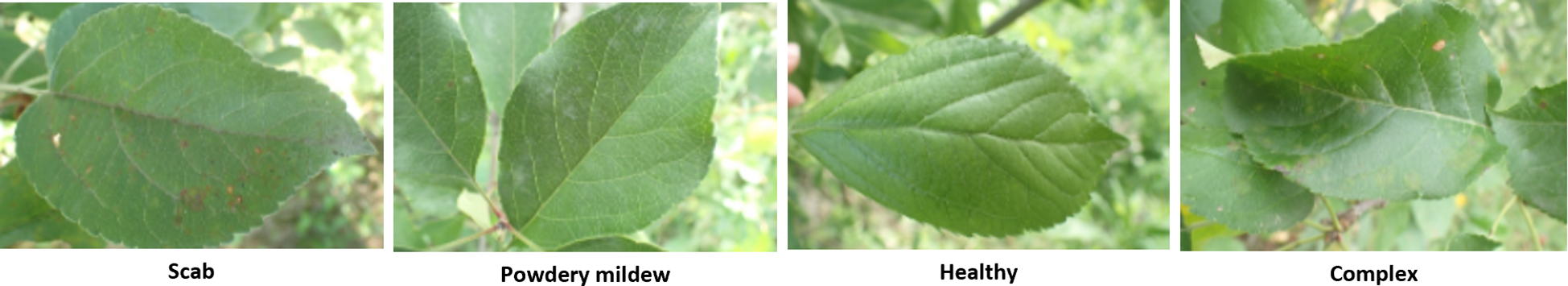 Four images of leaves showing different conditions. The first leaf has dark spots labeled “Scab”. The second leaf shows a whitish coating, labeled “Powdery mildew”. The third leaf appears smooth and vibrant green, labeled “Healthy”. The fourth leaf has irregular markings, labeled “Complex”.