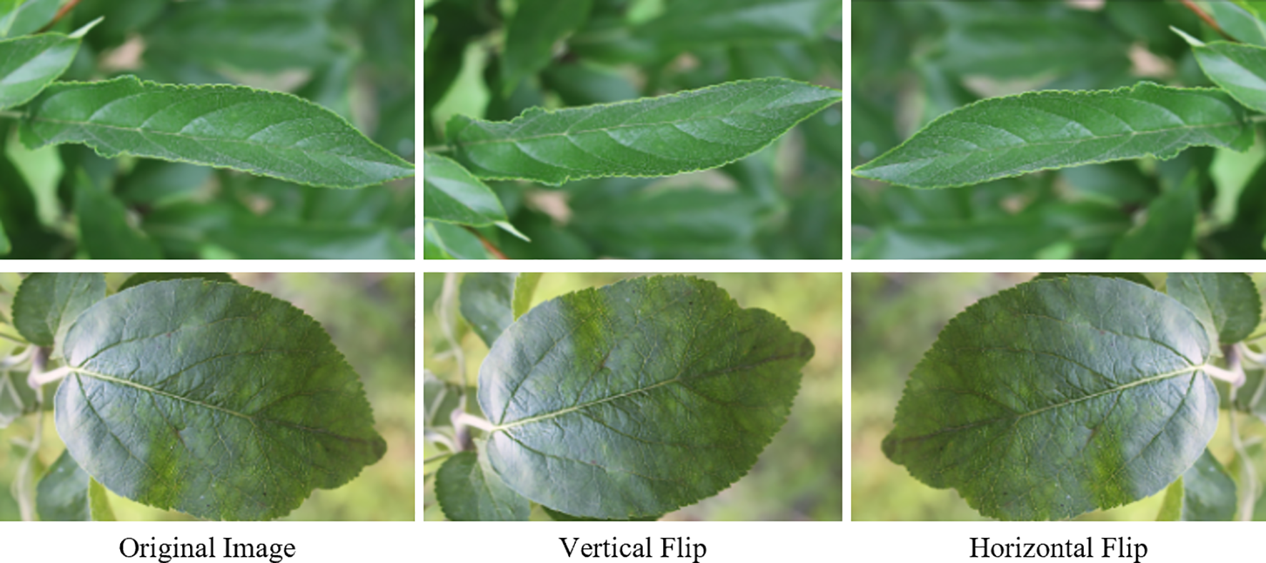 Three images of a green leaf are shown. The top row includes the original image, a vertically flipped version, and a horizontally flipped version. The bottom row displays the same order: original, vertical flip, and horizontal flip. Each leaf's vein structure and orientation offer distinct visual changes based on the flip applied.