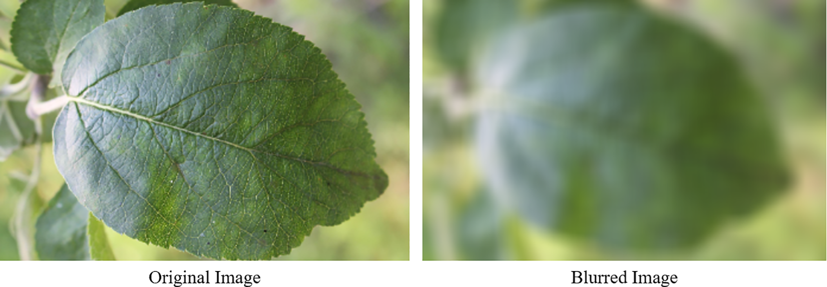 Side-by-side comparison of an original and blurred image of a green leaf. The original image, on the left, shows detailed leaf veins and texture. The blurred image, on the right, displays the same leaf with indistinct features and muted colors.