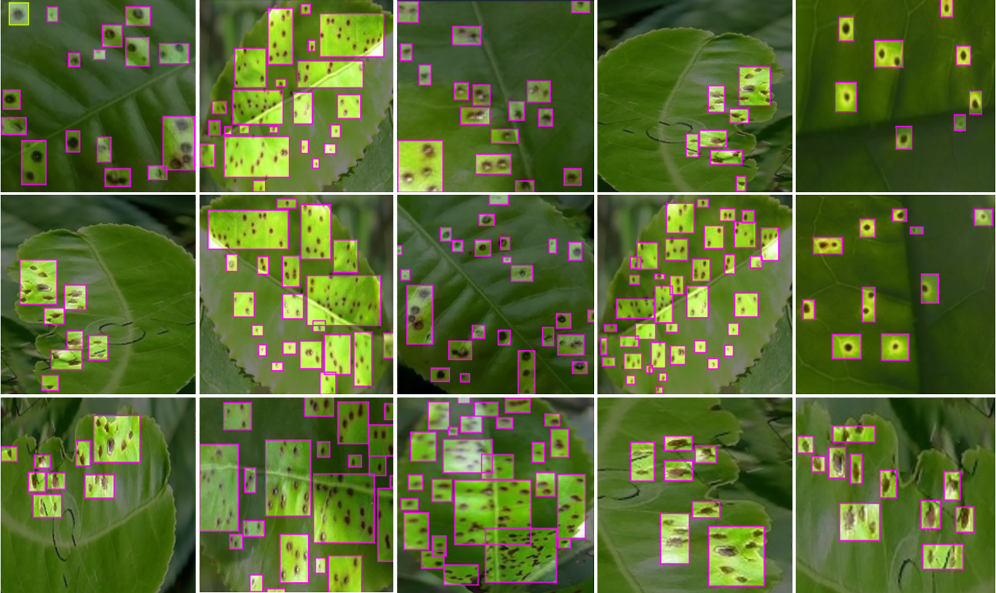 A grid of twelve close-up images showing green leaves with small, dark spots. Each spot is highlighted with colored boxes, suggesting a focus on examining or detecting features or abnormalities on the leaves.