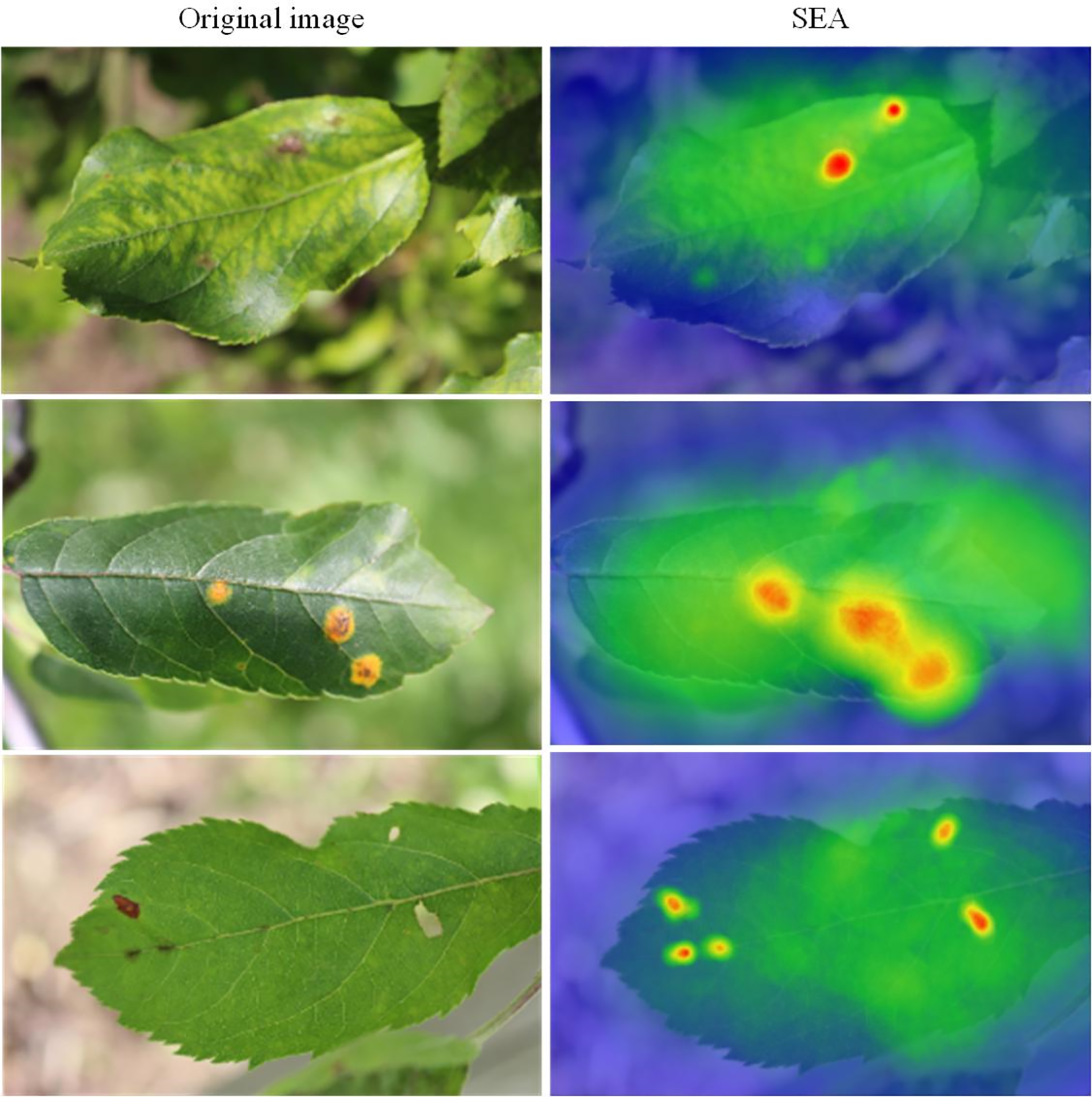 Three pairs of images show leaves with disease symptoms. The left column displays original images of leaves with spots. The right column shows corresponding heatmaps highlighting affected areas in red and yellow on a blue and green background.