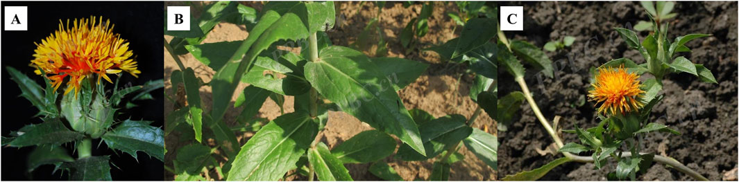 Three-panel image showing safflower plants. Panel A: Close-up of a vibrant yellow-orange safflower flower against a dark background. Panel B: Green leaves of a safflower plant with visible stem, growing in soil. Panel C: Safflower plant with a budding yellow-orange flower, set in a garden with visible earth.