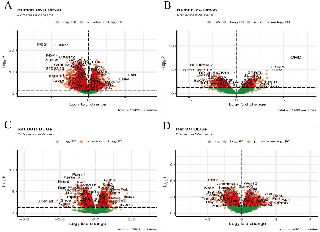 Four volcano plots labeled A to D, displaying differentially expressed genes (DEGs). Plot A shows human DKD DEGs; Plot B shows human VC DEGs; Plot C shows rat DKD DEGs; Plot D shows rat VC DEGs. Each plot features Log2 fold change on the x-axis and negative Log10 p-value on the y-axis, highlighting significantly changed genes in red and others in green or gray, indicating statistical relevance. Total variables are noted in each plot: A (11,499), B (81,498), C (10,801), and D (10,801).