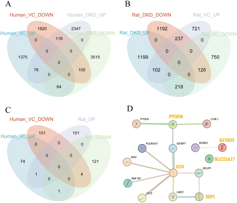 A series of diagrams: Panels A, B, and C show Venn diagrams depicting overlapping gene sets in humans and rats, with sectors labeled for different conditions such as VC and DKD. Each sector contains numerical values representing gene counts. Panel D displays a network diagram representing gene interactions with central gene names highlighted (e.g., PTGDS, JUN) surrounded by linked genes.
