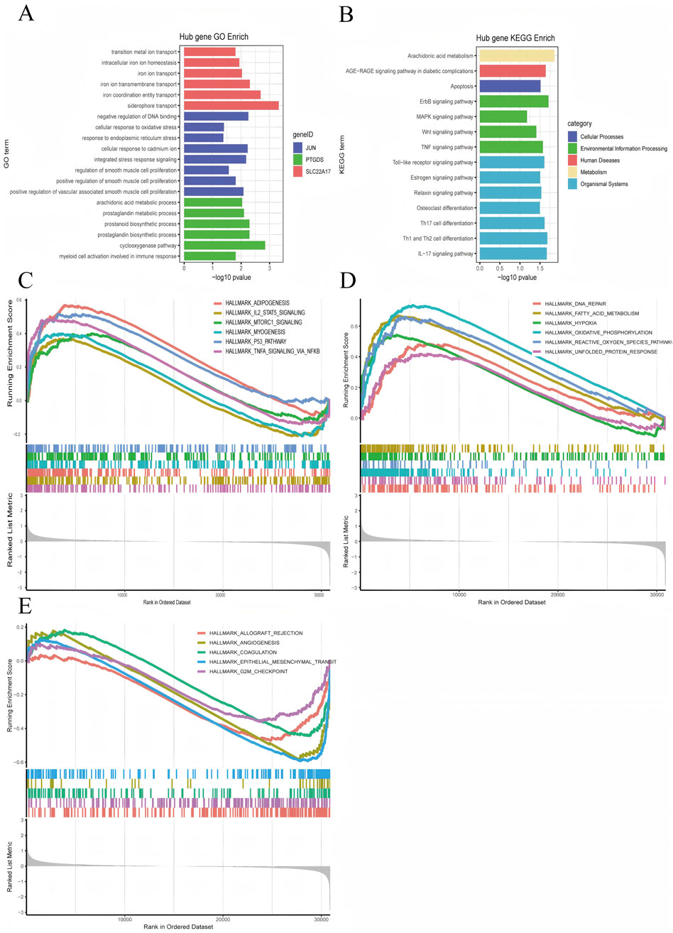 Grouped image showing gene enrichment and pathway analysis. Panel A depicts a bar graph of hub gene GO enrichment, highlighting genes like JUN, PTGS2, and SLC2A7 across various biological processes. Panel B presents a bar graph of hub gene KEGG enrichment, indicating different pathways such as MAPK and PI3K signaling. Panels C, D, and E display line graphs of gene set enrichment analysis, illustrating the running enrichment score for different hallmark gene sets like adipogenesis and DNA repair. Each panel includes a legend for color-coded categories and values along axes.