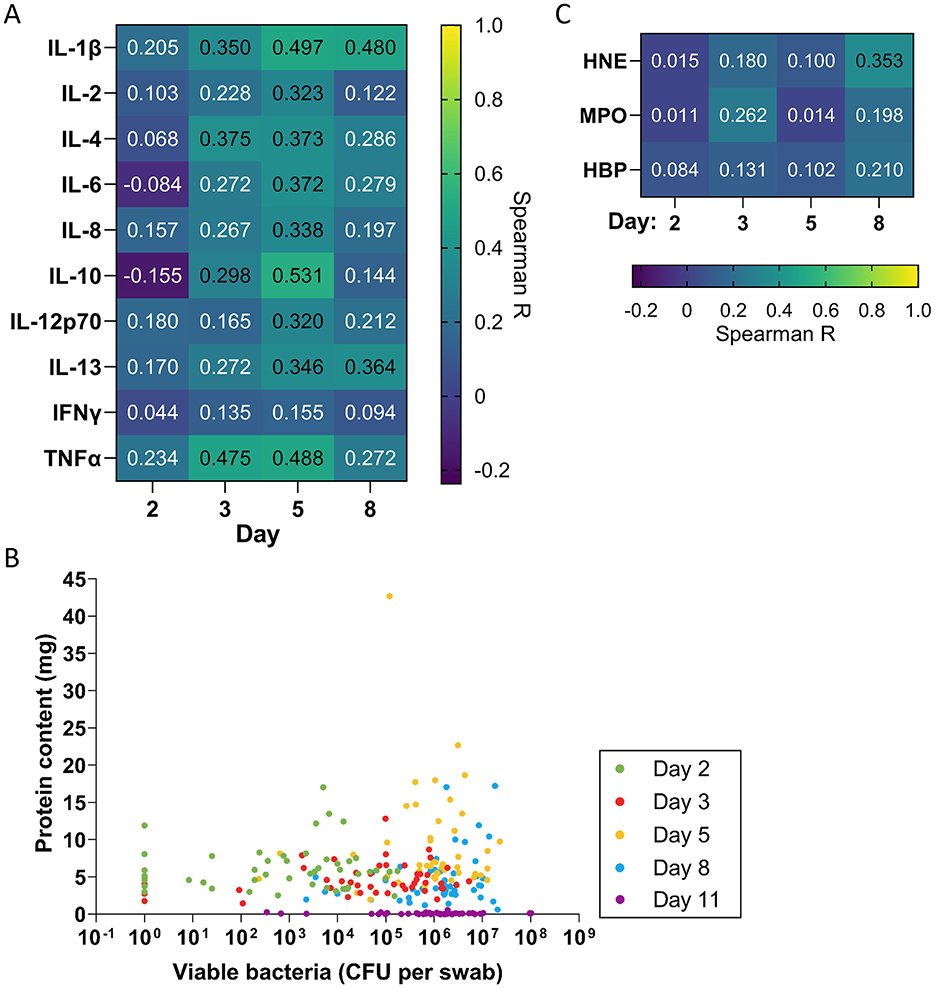 Heatmaps and scatter plot depicting correlations between cytokines, protein content, and neutrophil proteins. Panel A shows Spearman correlations of cytokines correlated to bacterial counts measured in swabs across days 2, 3, 5, and 8. Panel B scatter plot illustrates protein content versus viable bacteria, with points colored by days 2, 3, 5, 8, and 11. Panel C shows correlations for HNE, MPO, and HBP with bacterial counts measured in swabs. Color scales indicate correlation strength.