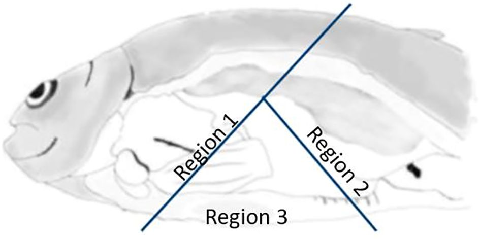 Fish diagram divided into three regions labeled Region 1, Region 2, and Region 3, each separated by blue lines. The fish is illustrated in a side view, with anatomical features visible.