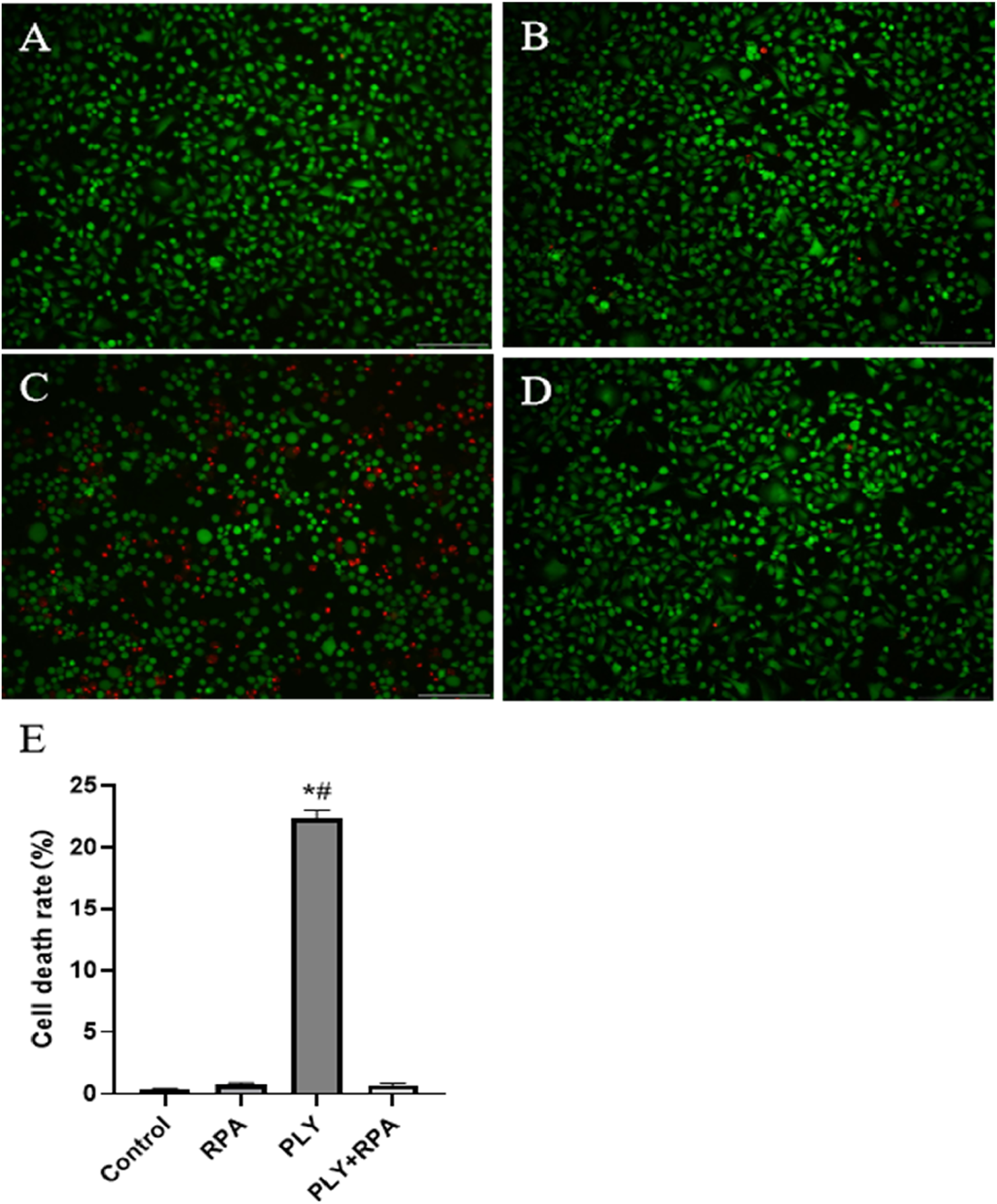 Fluorescence microscopy images (A-D) show cells stained in green and red, indicating cell viability and death. Image A displays mostly green cells. Image B also shows mostly green cells with a few red. Image C shows more red cells, indicating higher cell death. Image D resembles images A and B, with mostly green cells. Graph E displays cell death rates, with the highest rate in the PLY group, significantly higher than the Control, RPA, and PLY+RPA groups.