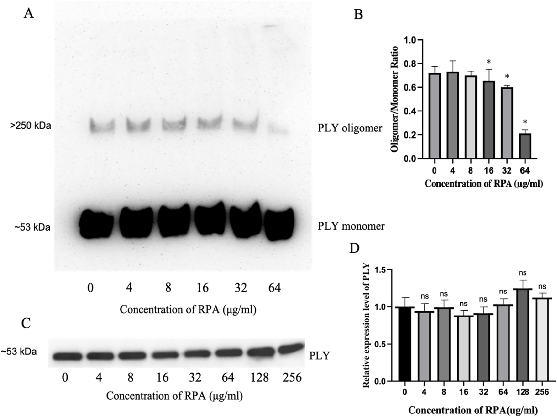 Gel electrophoresis and bar graph panels (A-D) showing PLY oligomer and monomer bands at various RPA concentrations. Panel A displays protein bands at >250 kDa and ~53 kDa. Panel B is a bar graph of oligomer/monomer ratios showing a decrease at higher RPA concentrations. Panel C shows protein bands at ~53 kDa across a wider RPA concentration range. Panel D is a bar graph displaying relative PLY expression levels, showing stability across concentrations.