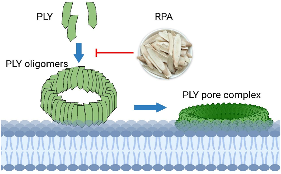 Diagram illustrating the formation of PLY oligomers and PLY pore complex on a membrane. PLY monomers combine into oligomers, then form a pore complex. RPA is depicted inhibiting oligomer formation.