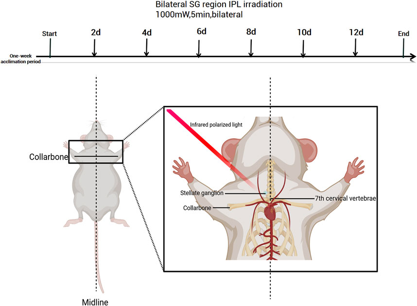 Diagram illustrating a timeline and experimental setup for bilateral SG region IPL irradiation on a rat. The timeline shows irradiation at 1000 mW for 5 minutes on days two, four, six, eight, ten, and twelve. The inset depicts infrared polarized light directed at the rat’s stellate ganglion near the collarbone, highlighting the seventh cervical vertebrae.
