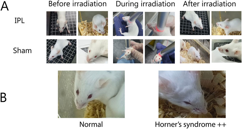 Panel A shows mice undergoing different treatments. The top row (IPL) and bottom row (Sham) depict the mice before, during, and after irradiation. Panel B compares a normal mouse to one with Horner's syndrome, showing visible differences in eye appearance.