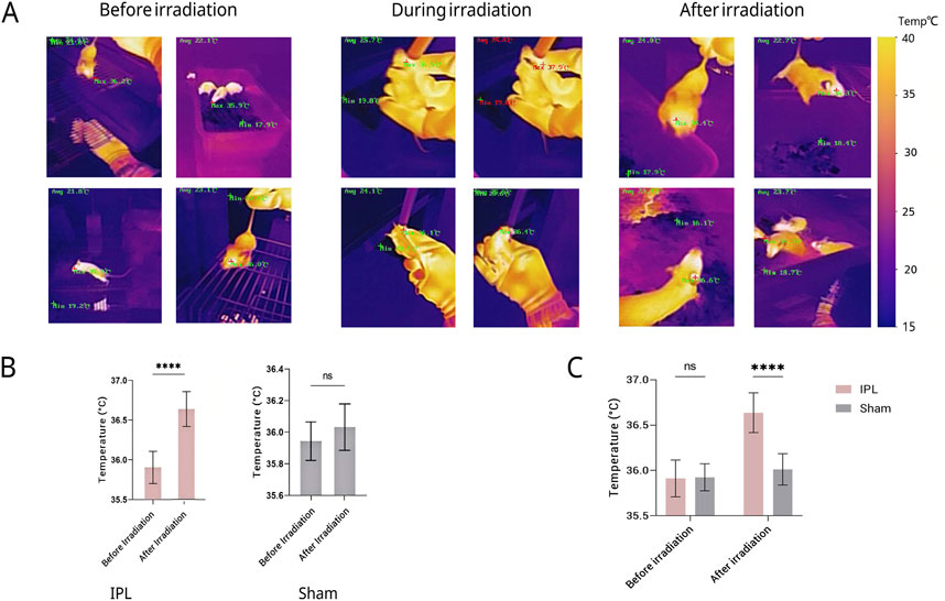 Thermal images show temperature changes in mice before, during, and after irradiation. A color scale indicates temperature differences. Graphs below (B and C) display temperature data for IPL and sham groups, highlighting significant increases after irradiation in IPL, but not in sham.